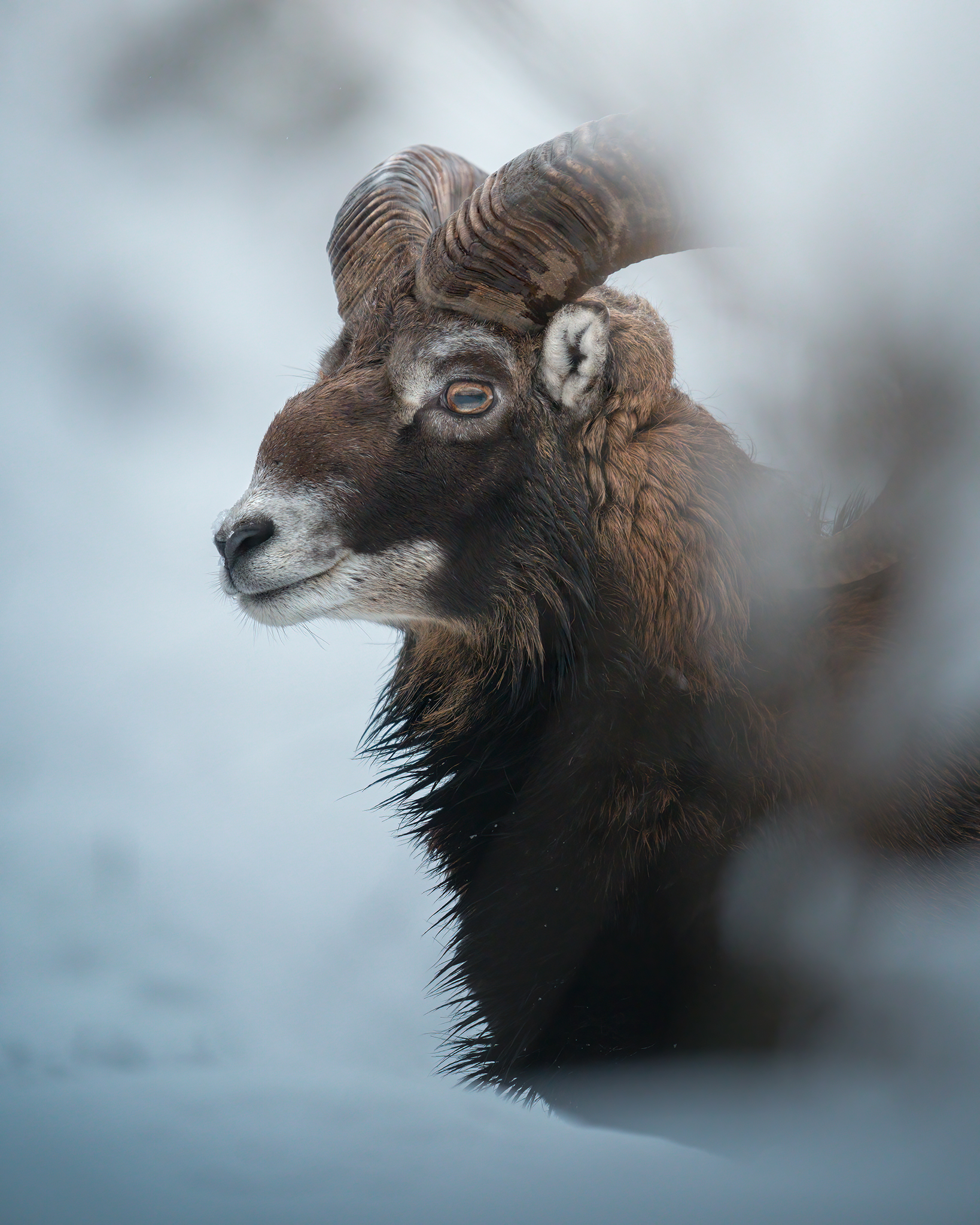 Mouflon in the snow...