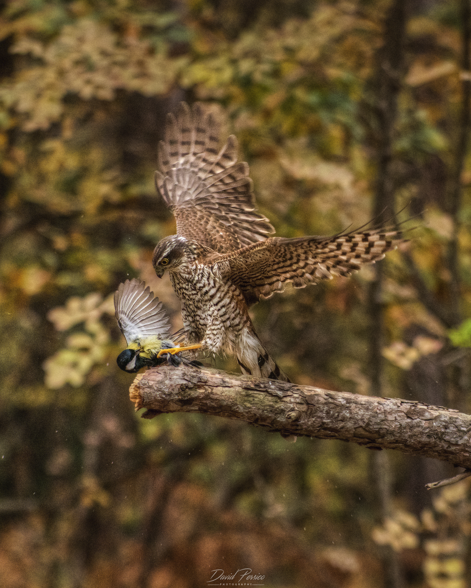 Sparrowhawk with prey...