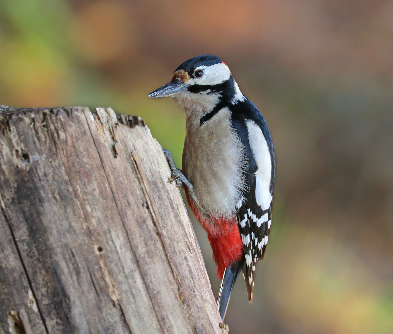 Spotted woodpecker...