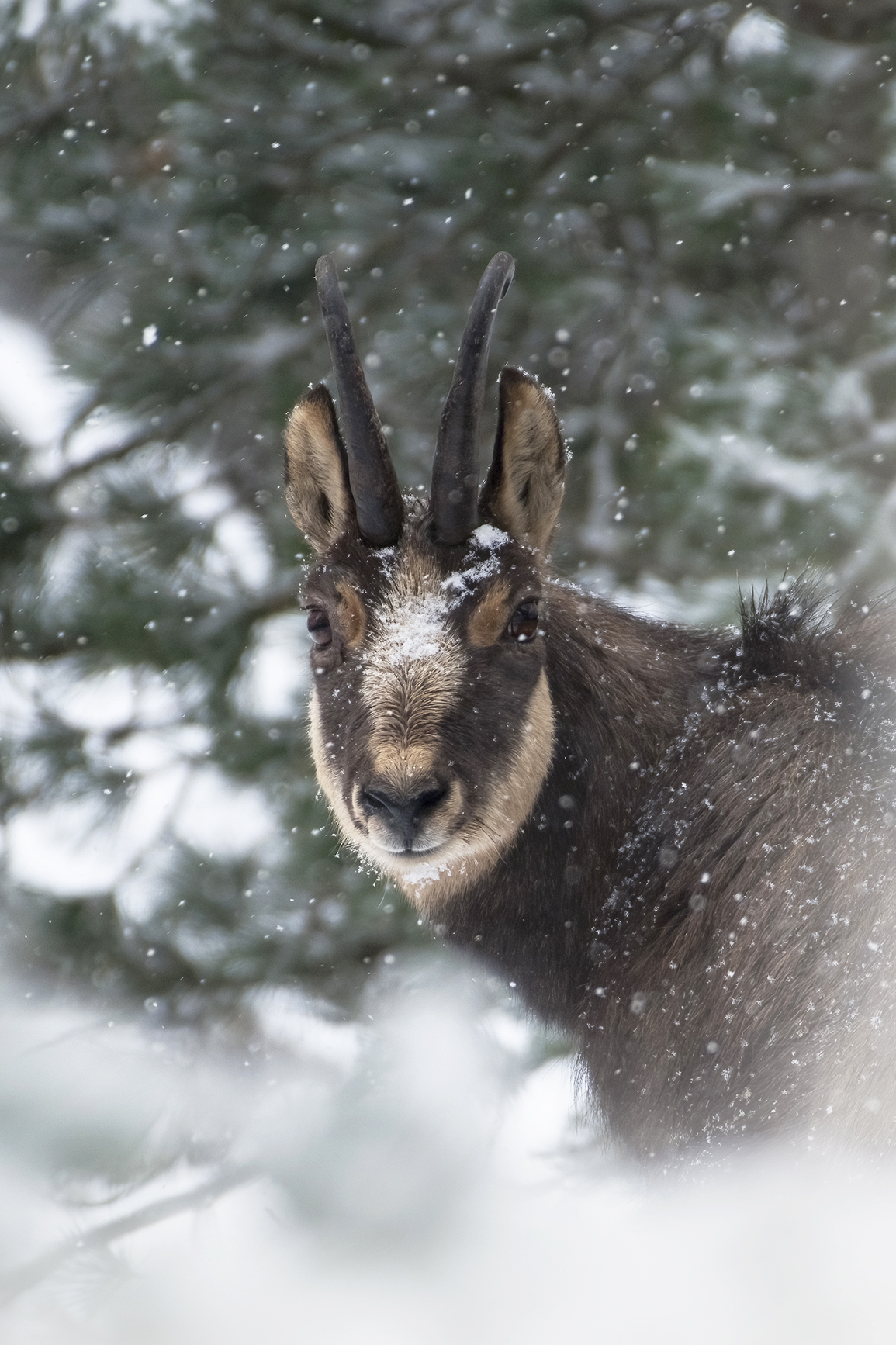 The winter of the chamois...