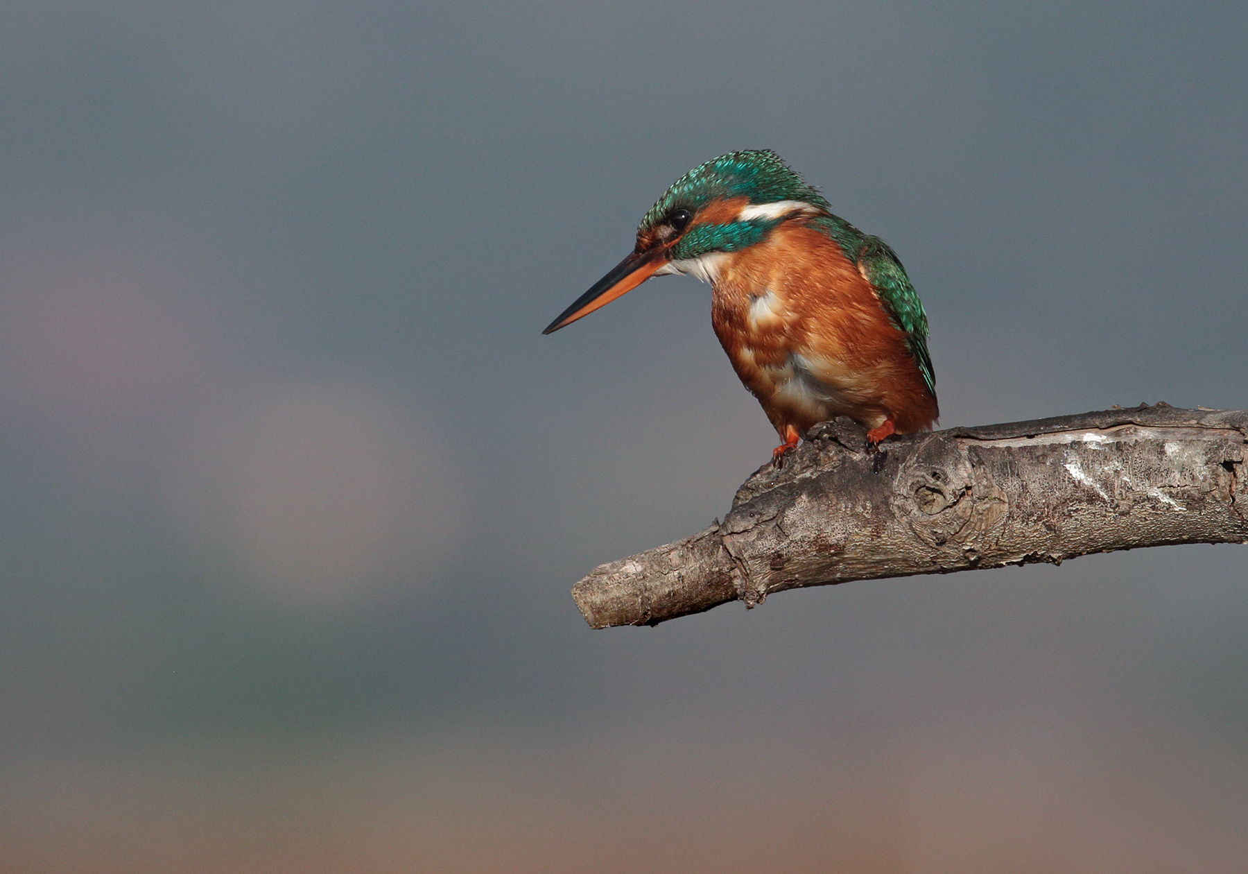 Kingfisher with mist, natural perch...