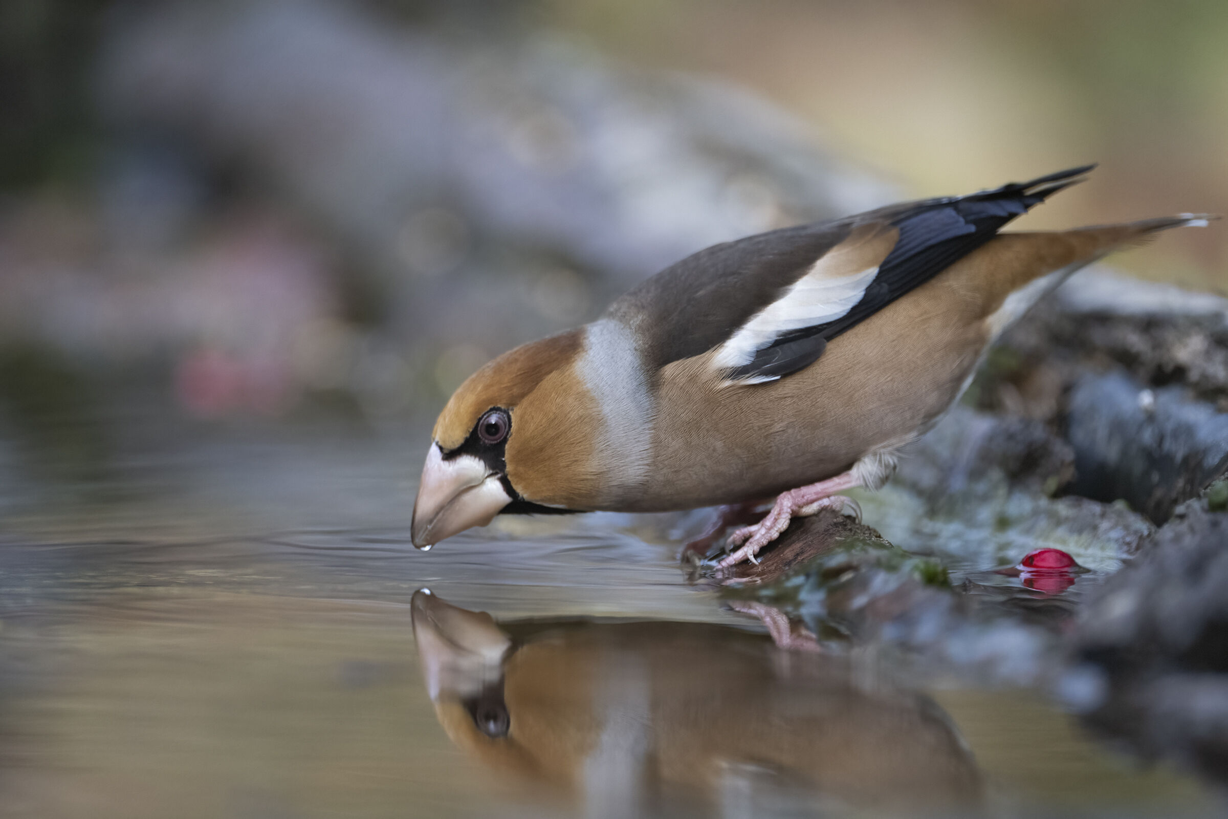 Hawfinch (Coccothraustes coccothraustes)...
