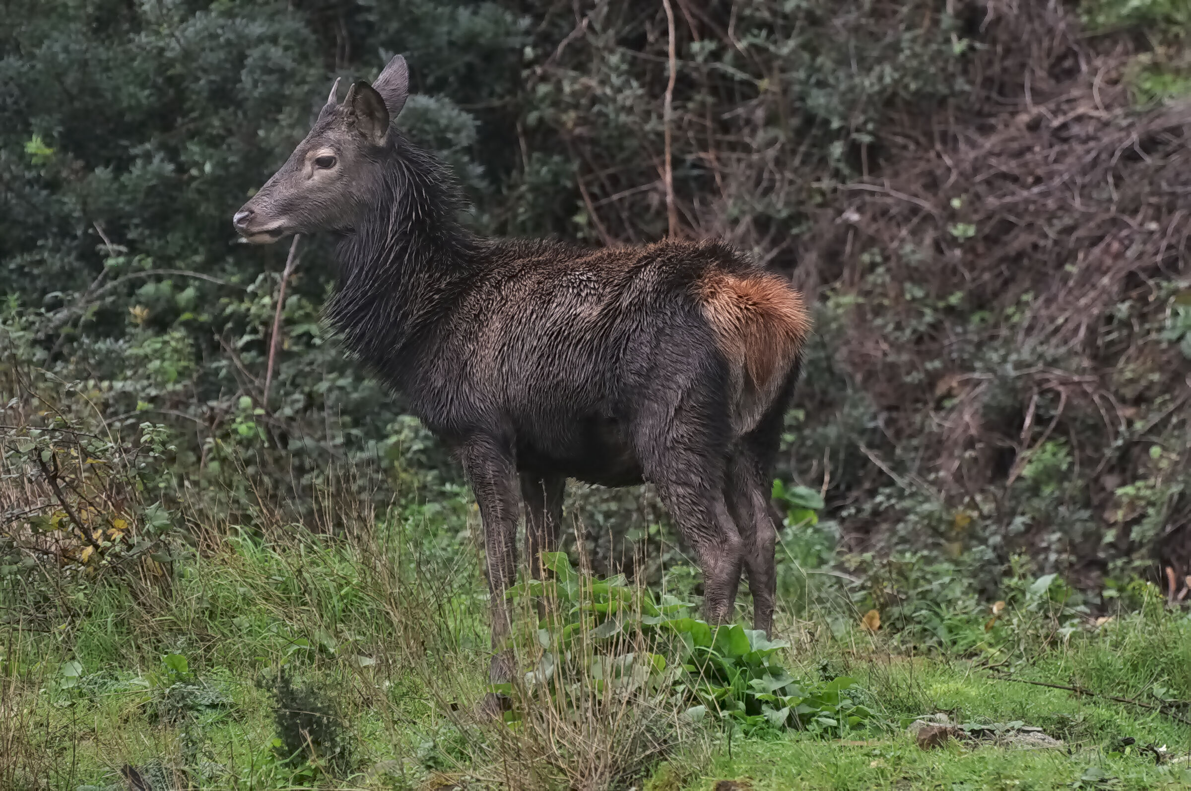 Young Sardinian deer (fusone) with winter coat...