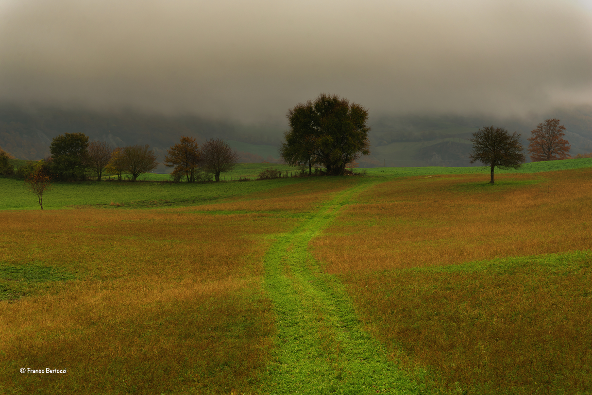 Path in the field...