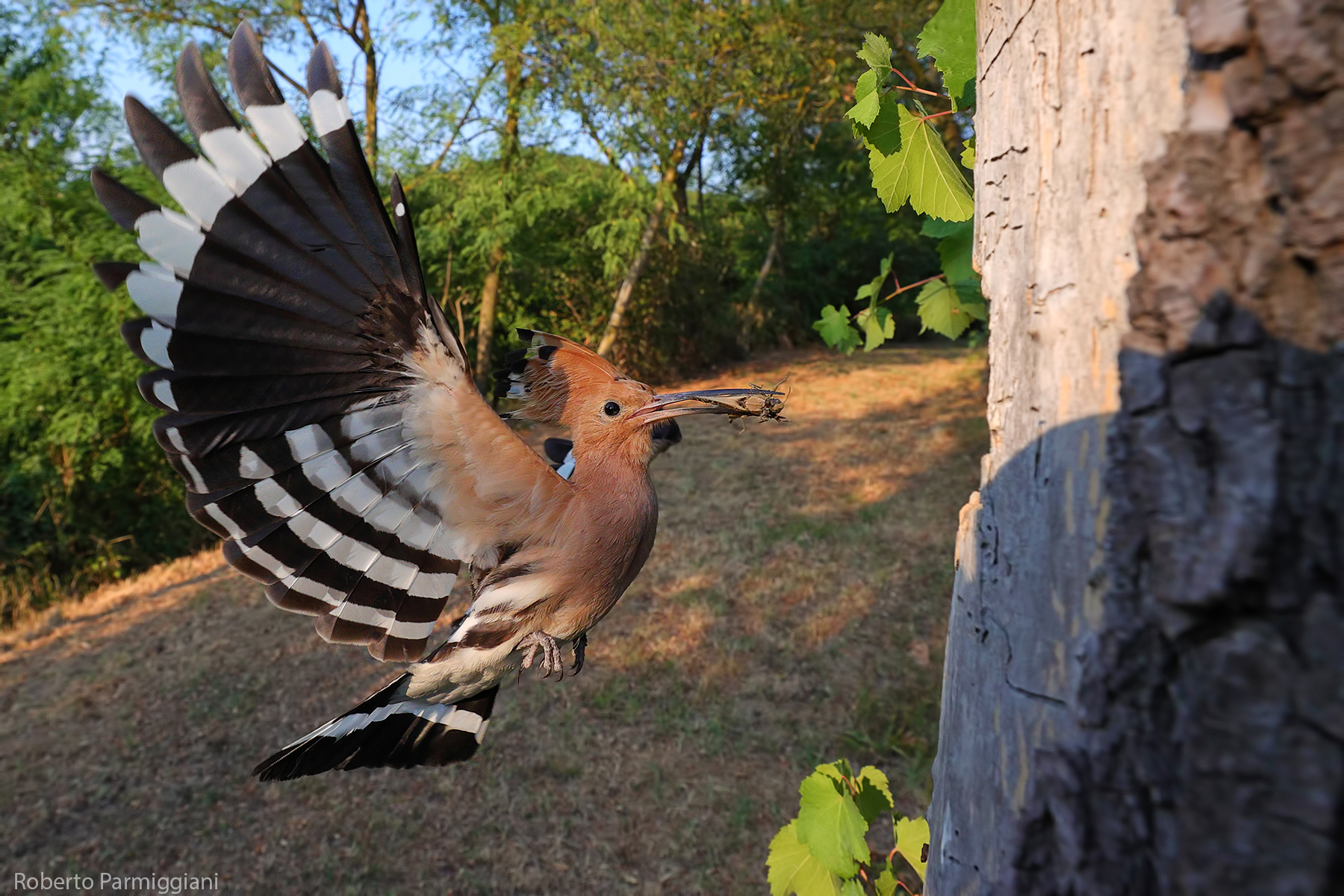 Hoopoe in wide-angle perspective...