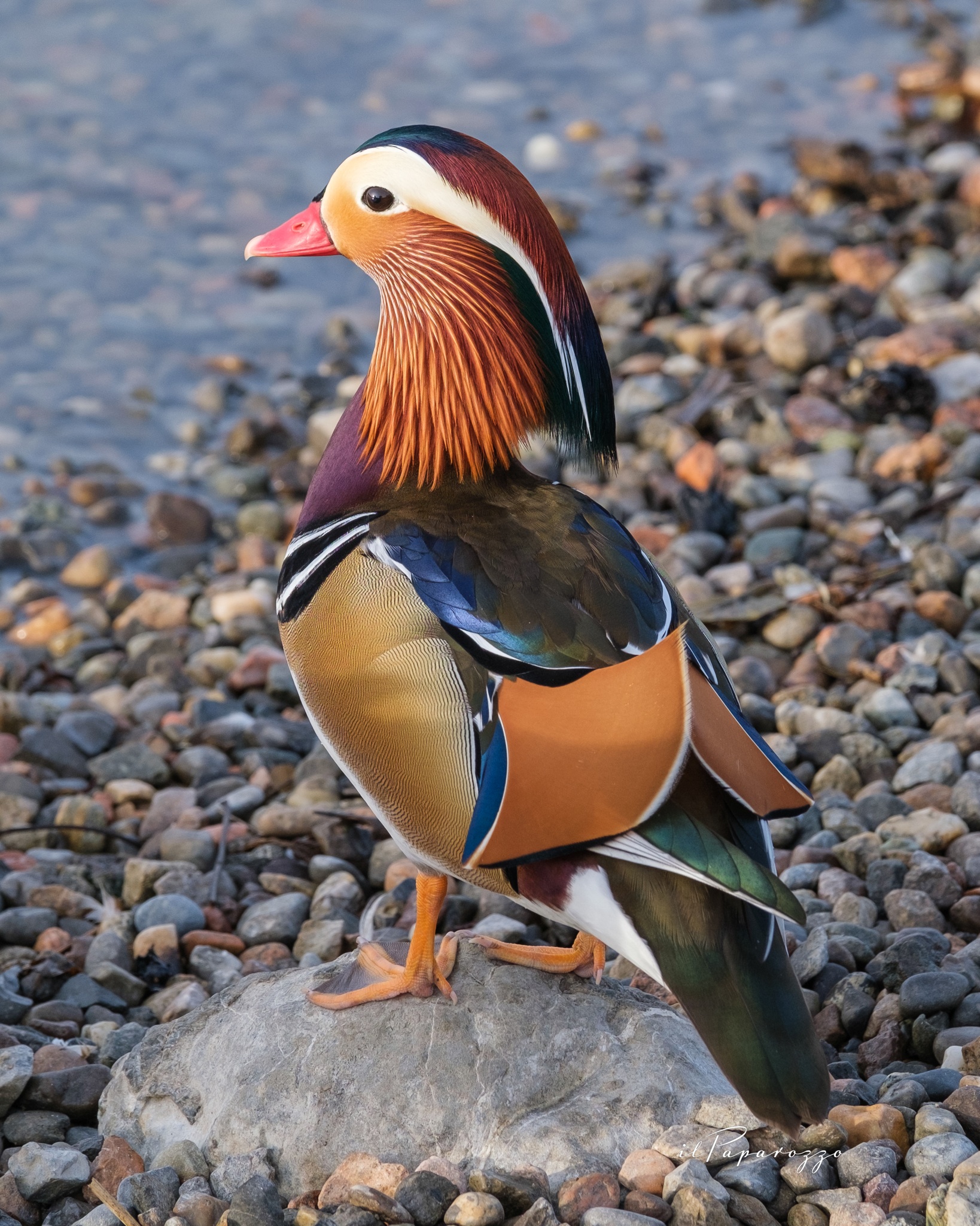 Mandarin duck...