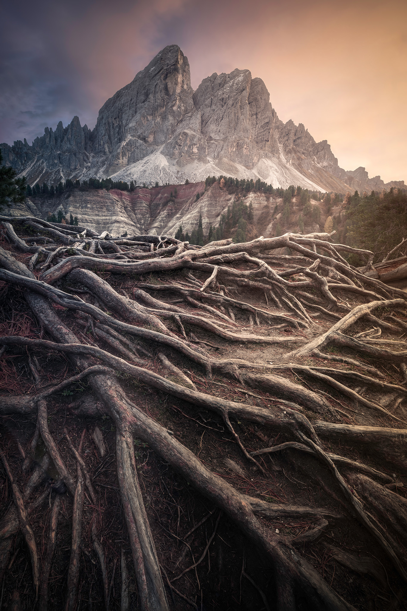 The roots of the Dolomites...