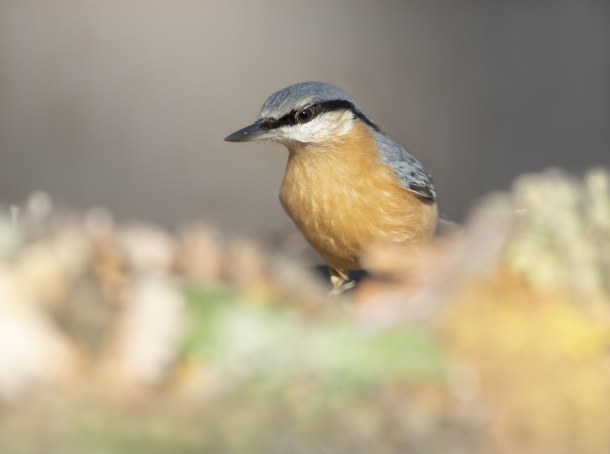 among autumn leaves, nuthatch...