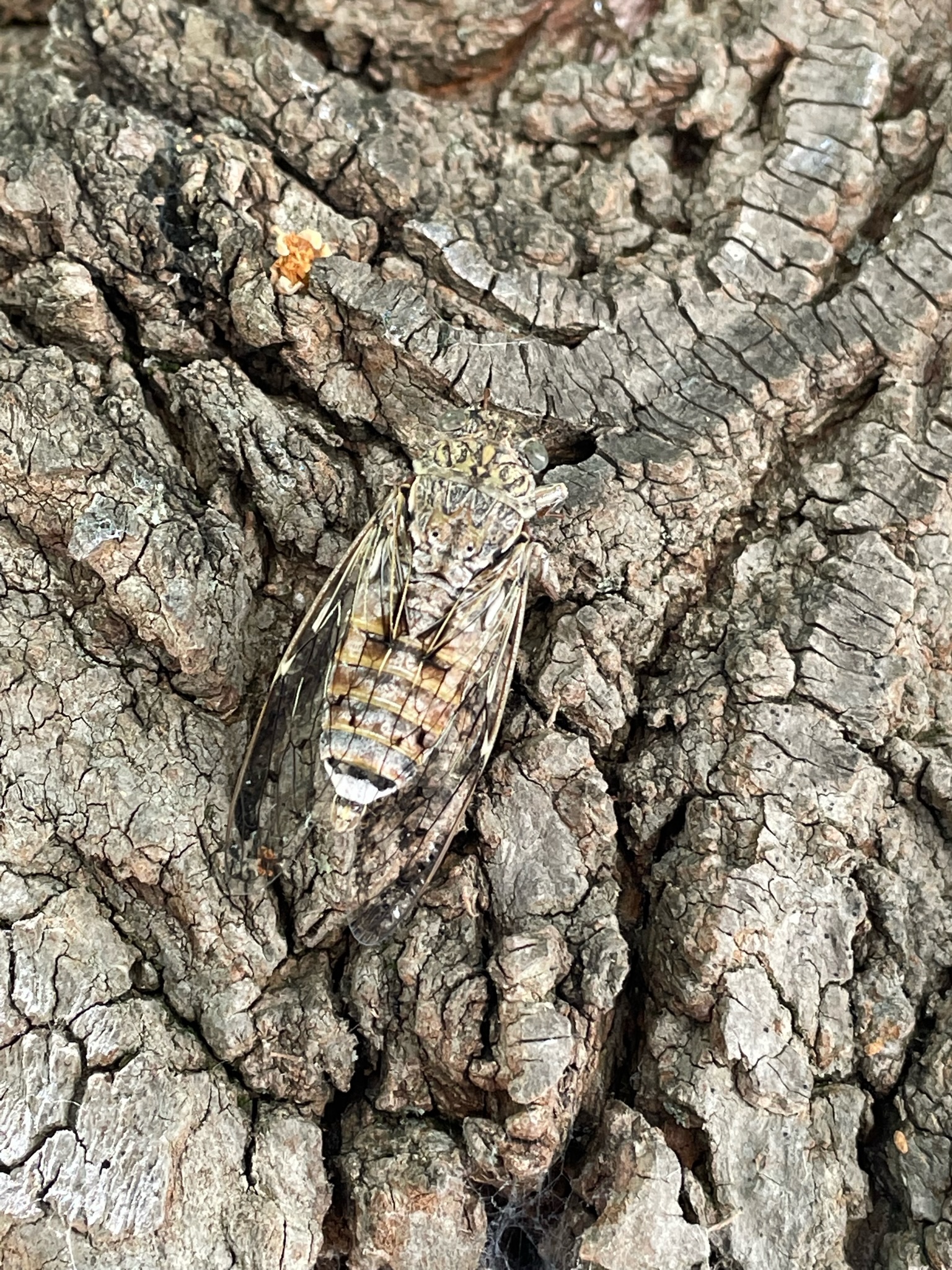 Cicada cryptic mimicry...