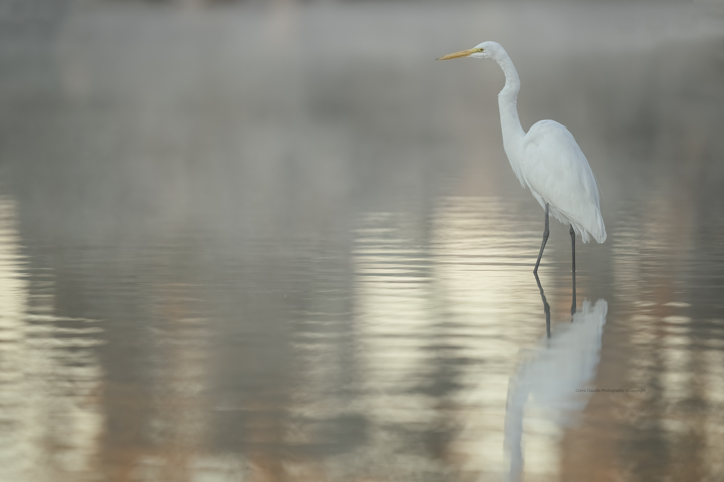White heron in the mist ...