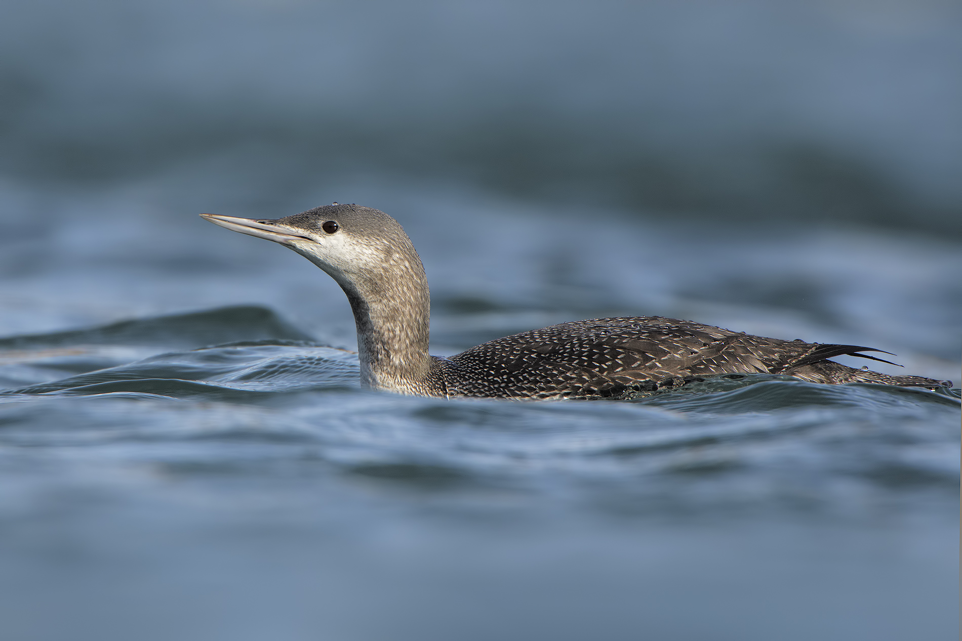 Red-throated diver ...