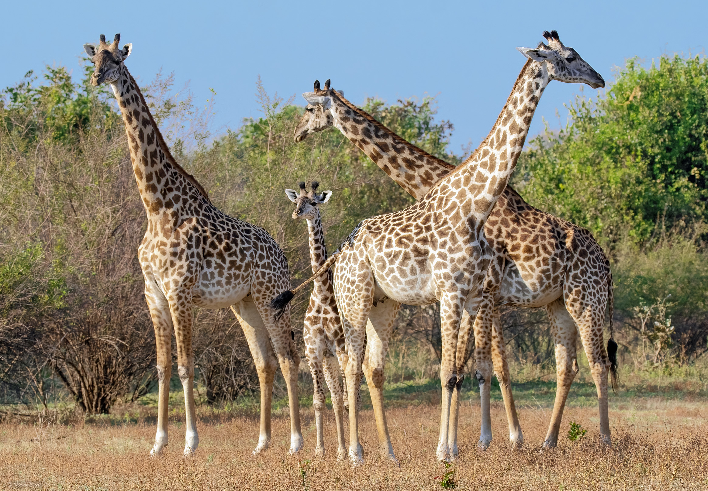 Giraffa di Thornicroft (Zambia)...