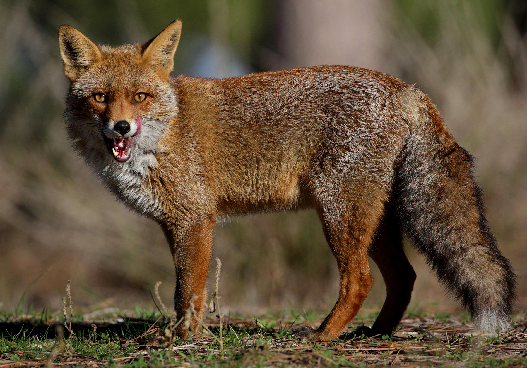 Photo portrait of fox...