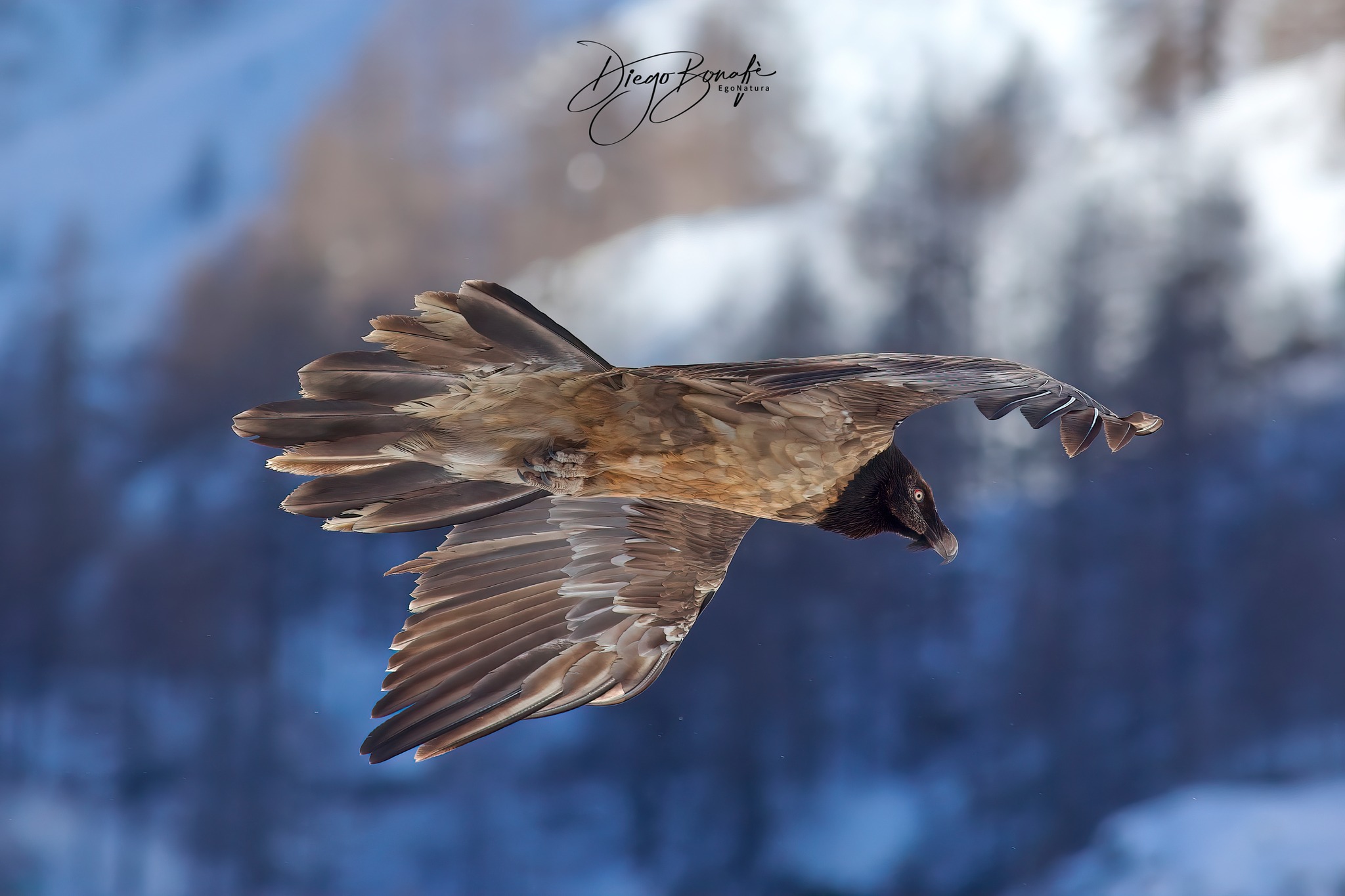Immature bearded vulture 3rd year...