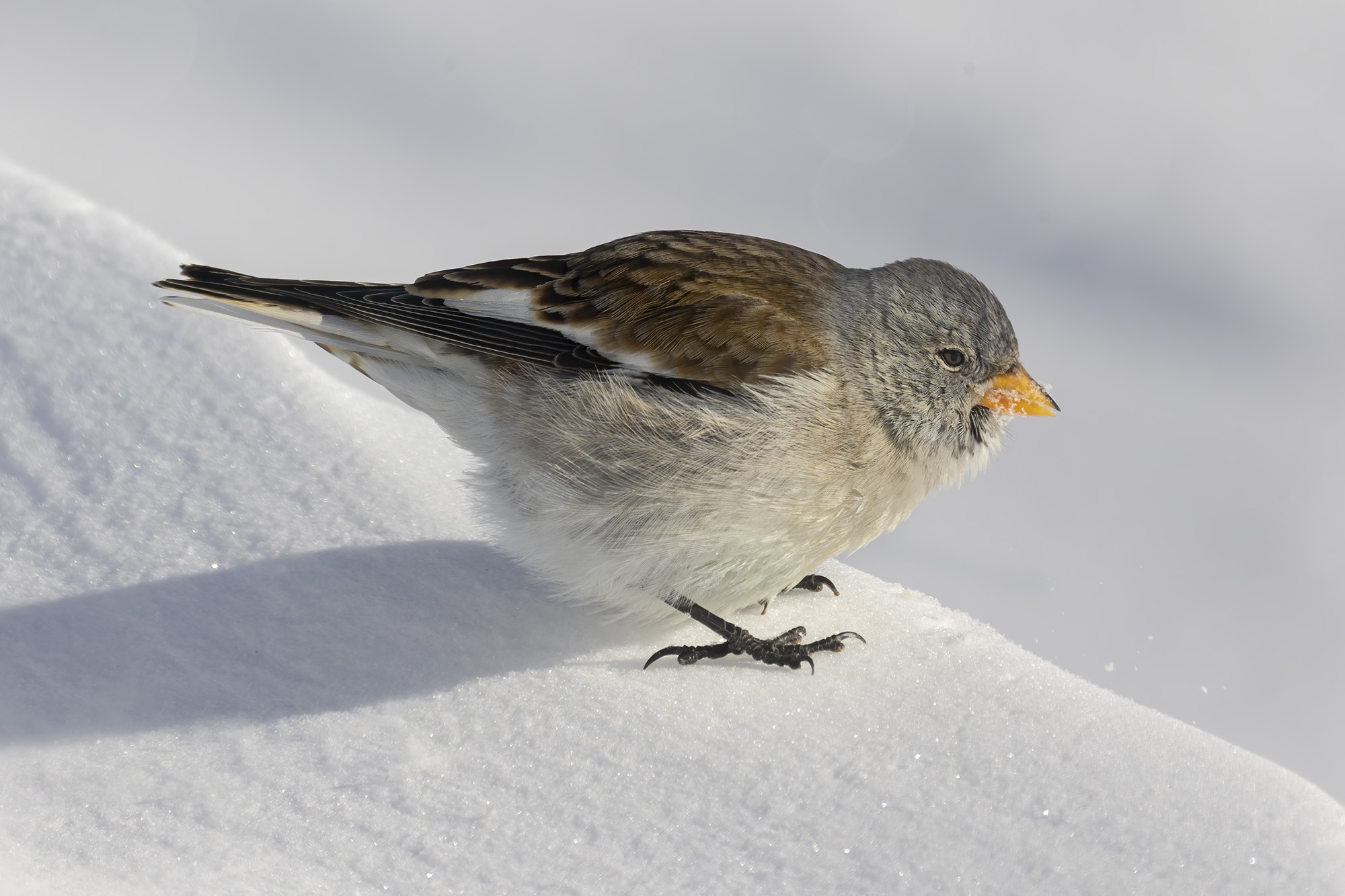 The Alpine Chaffinch and the snow...