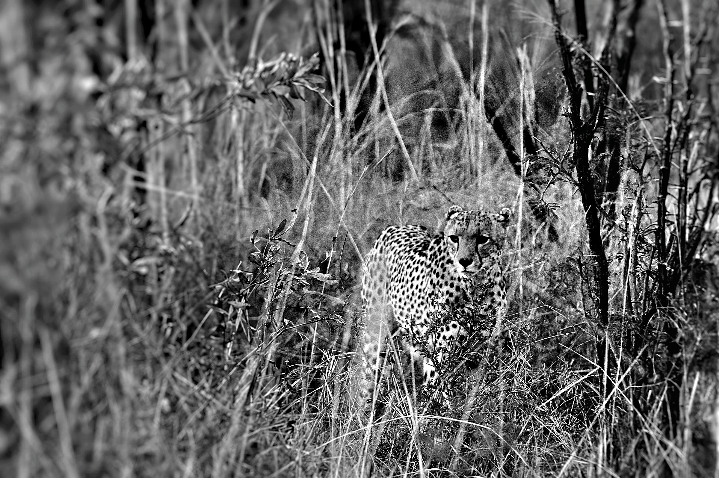 Cheetah in the brushwood B&W...