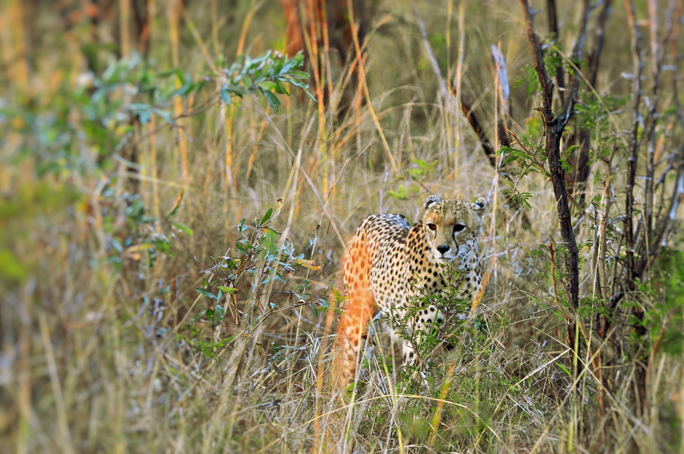 Cheetah in the brushwood...