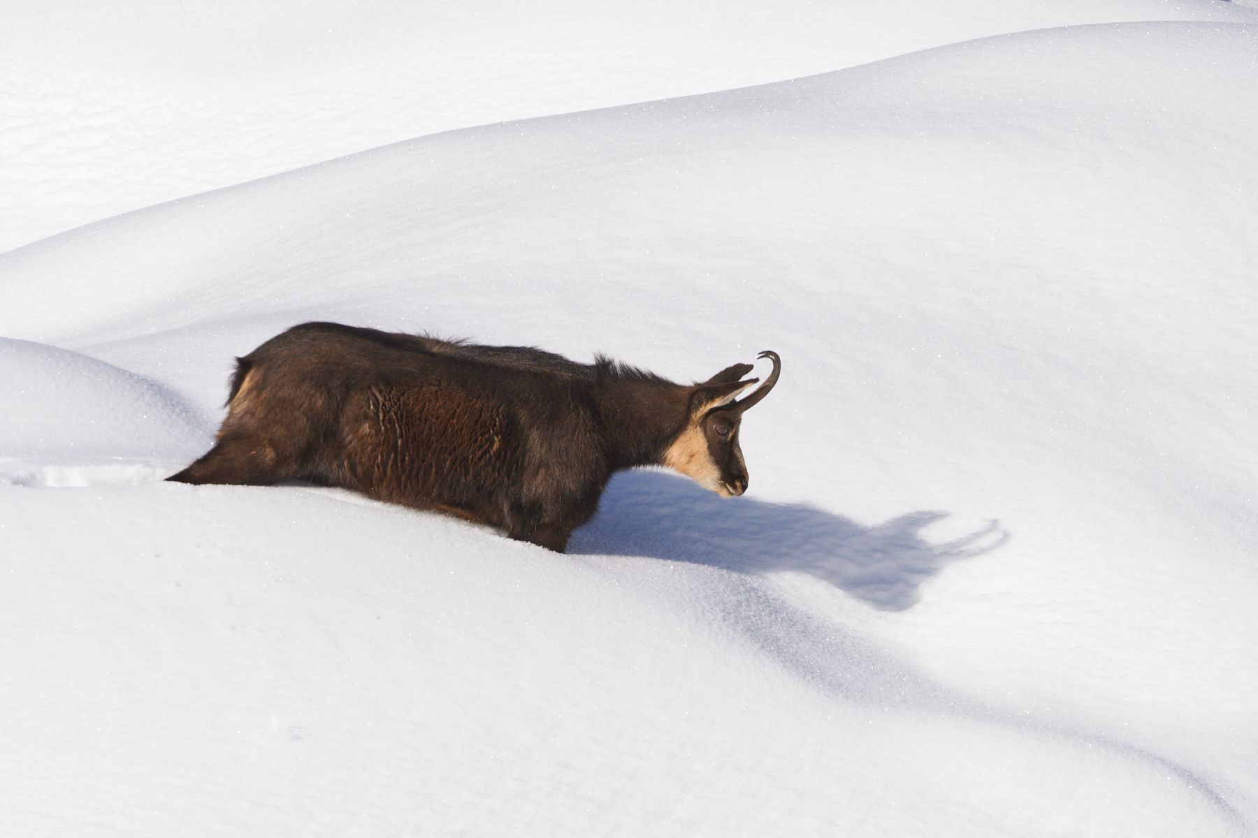Winter and Chamois...
