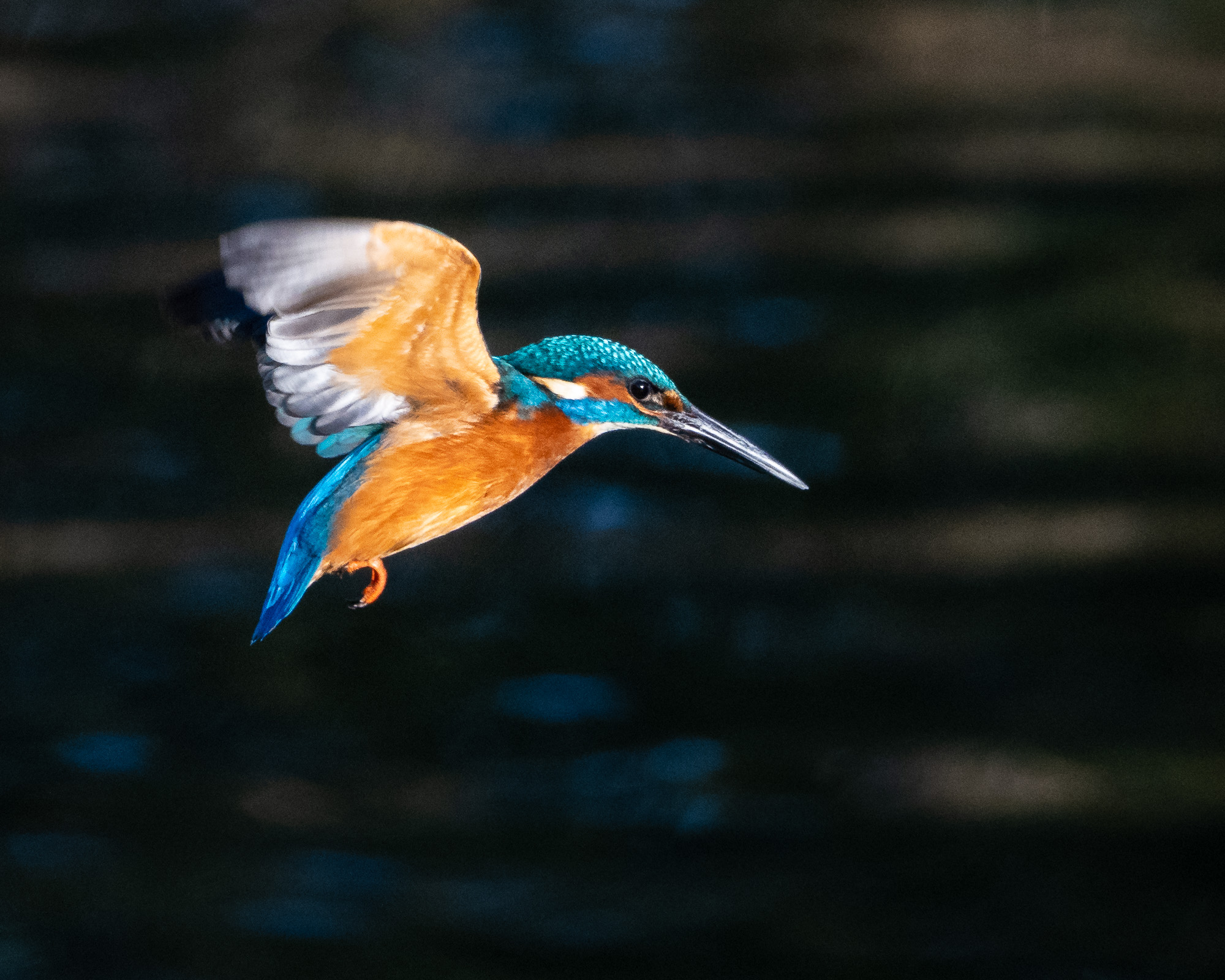 Kingfisher Hovering...