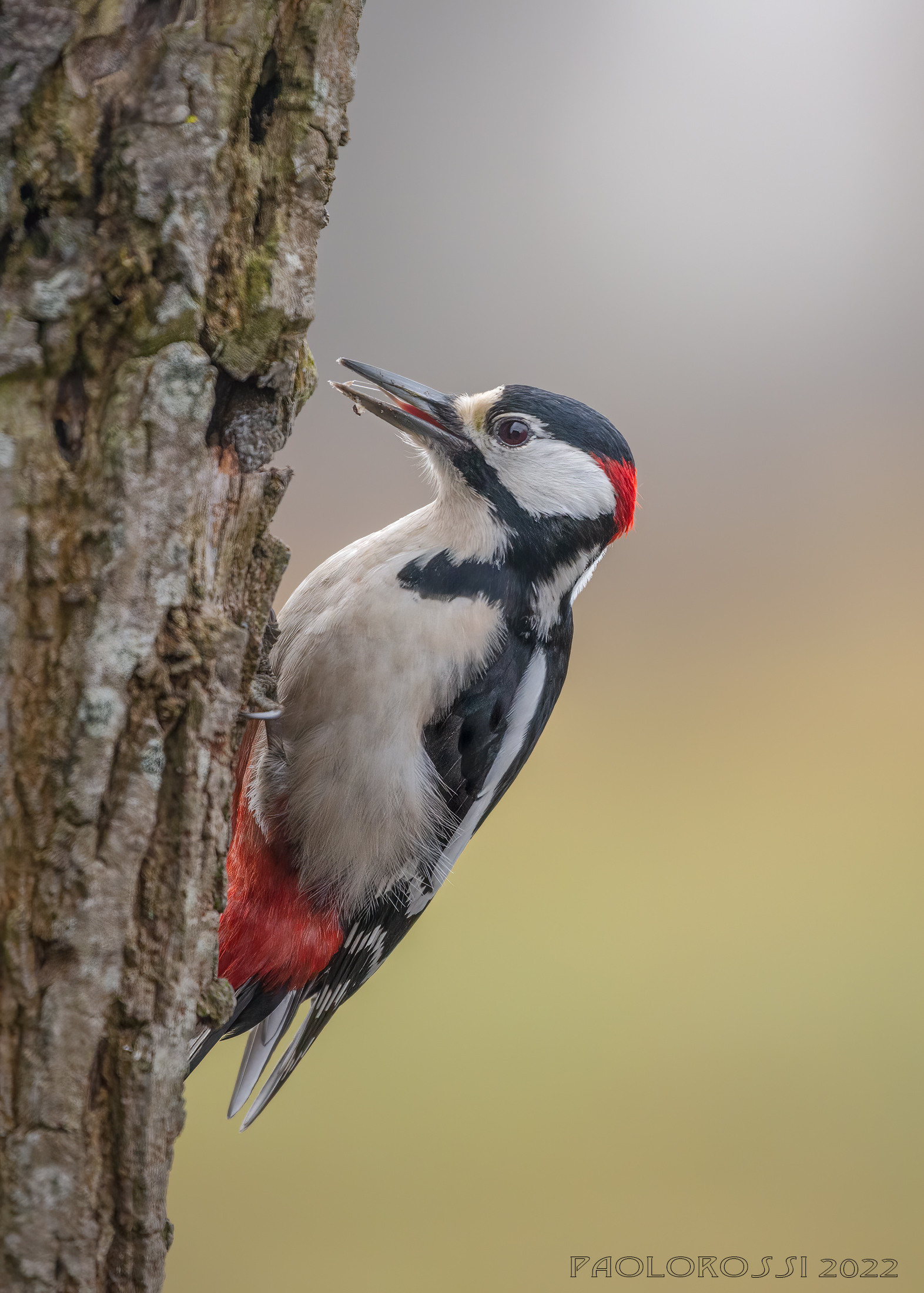 Spotted woodpecker......