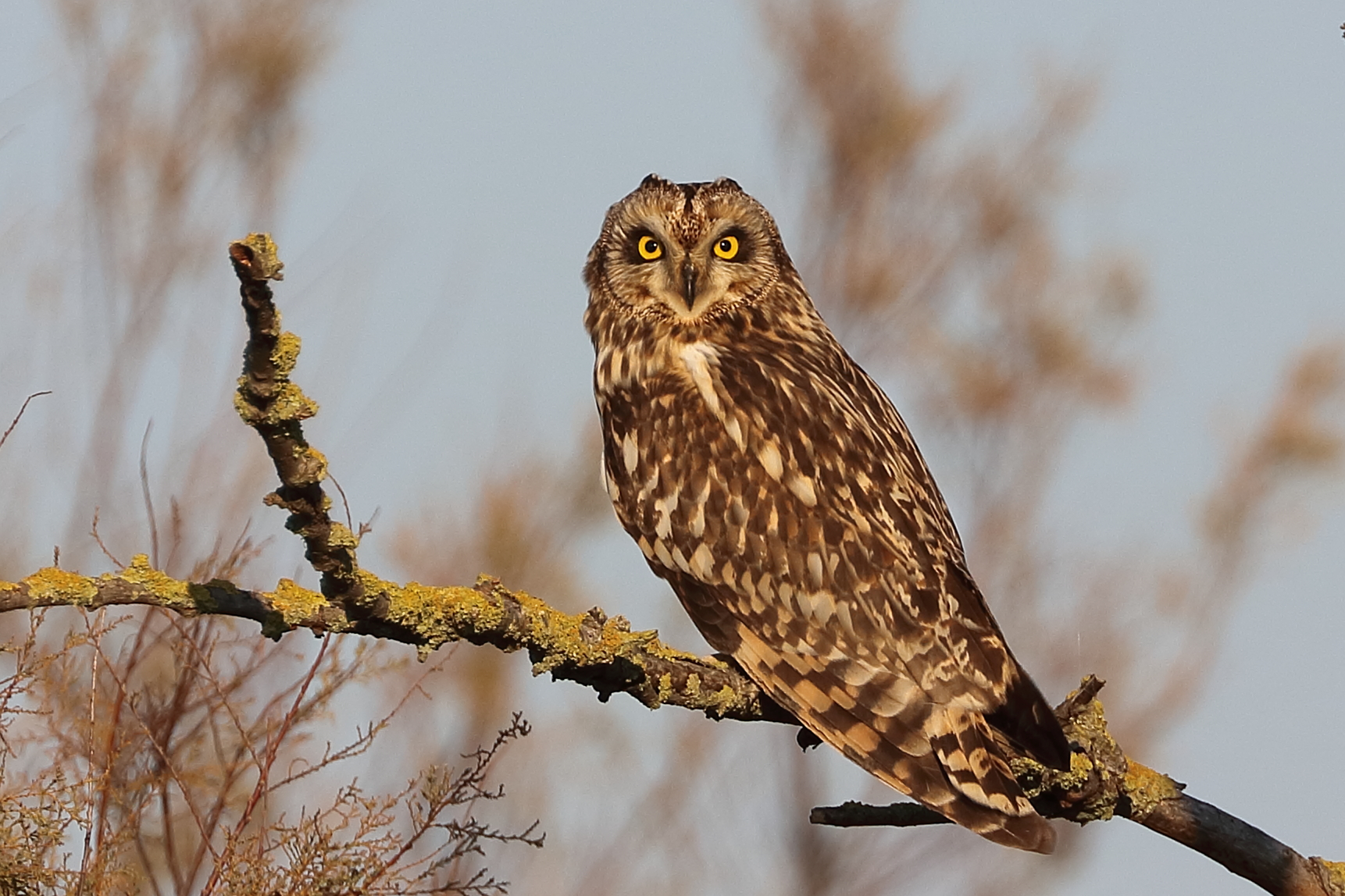 Marsh owl - Po delta...