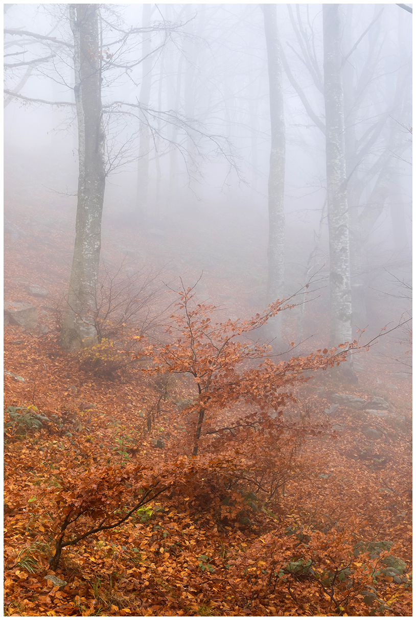 Colors in the fog....