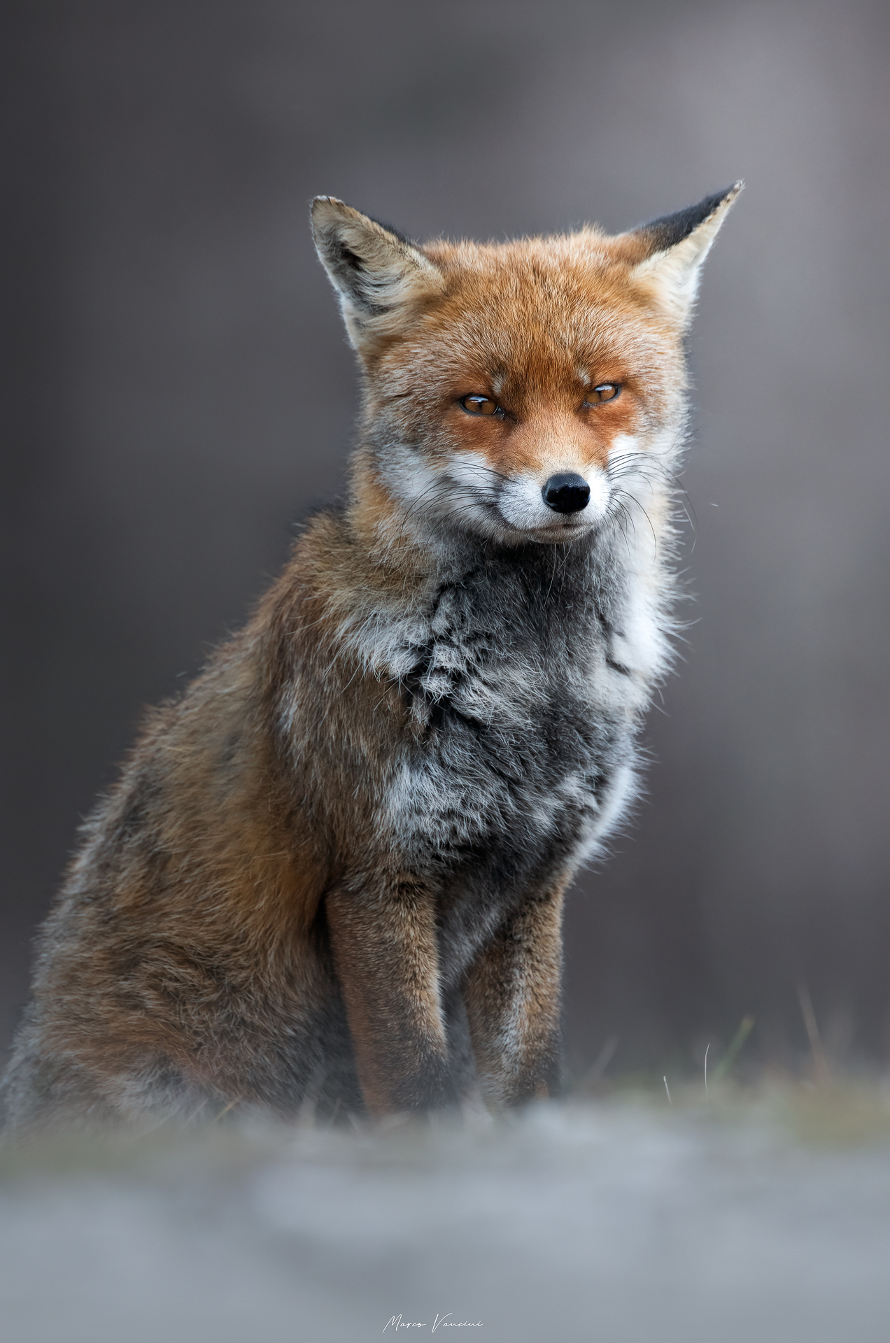 Beautiful fox...