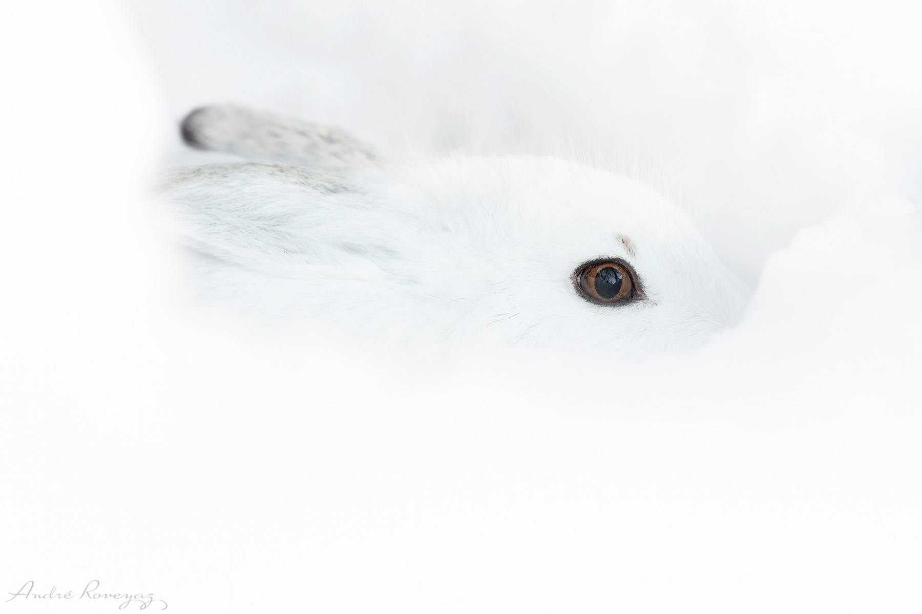 The eyes of the snow...