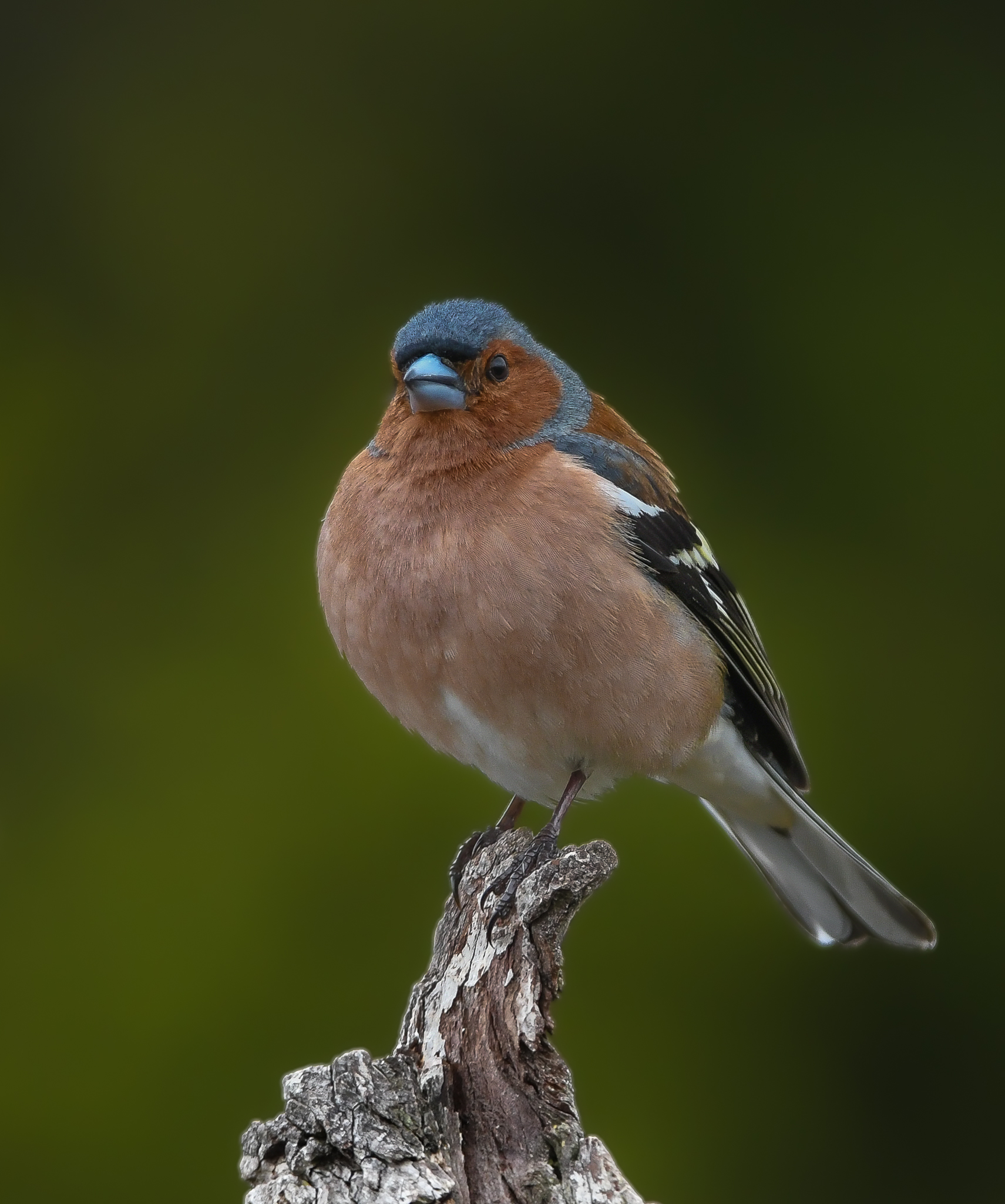 After the holidays I go on a diet, Chaffinch...