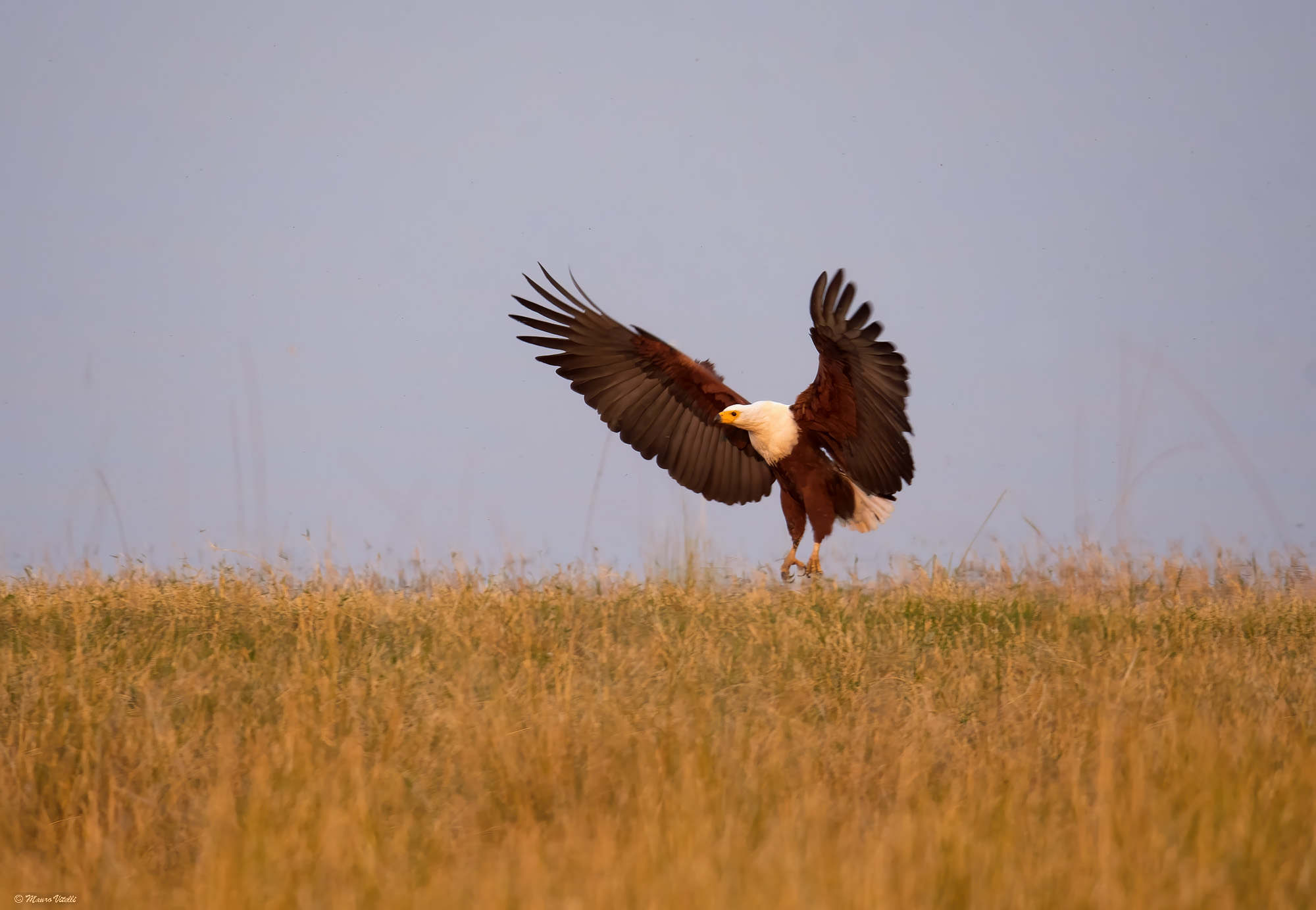 Howler eagle (Haliaeetus vocifer) Zambia...