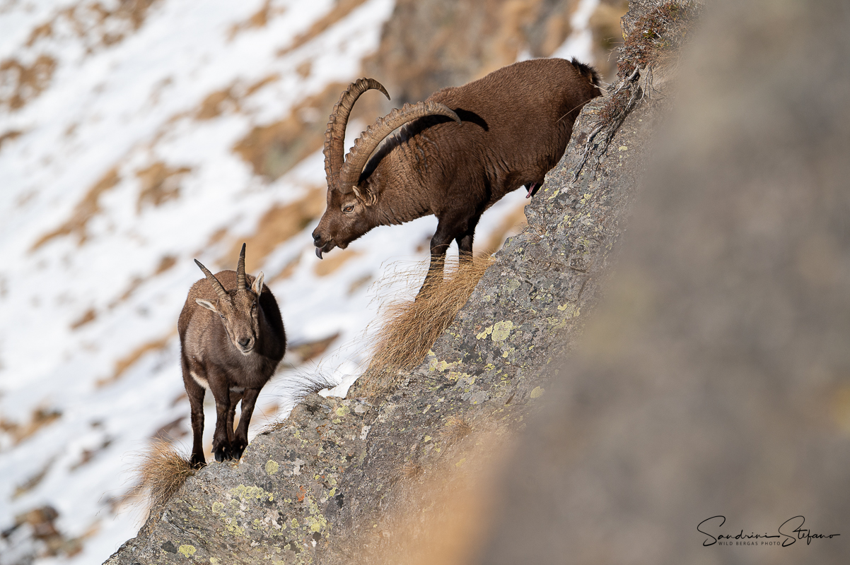 The courtship of the ibex...