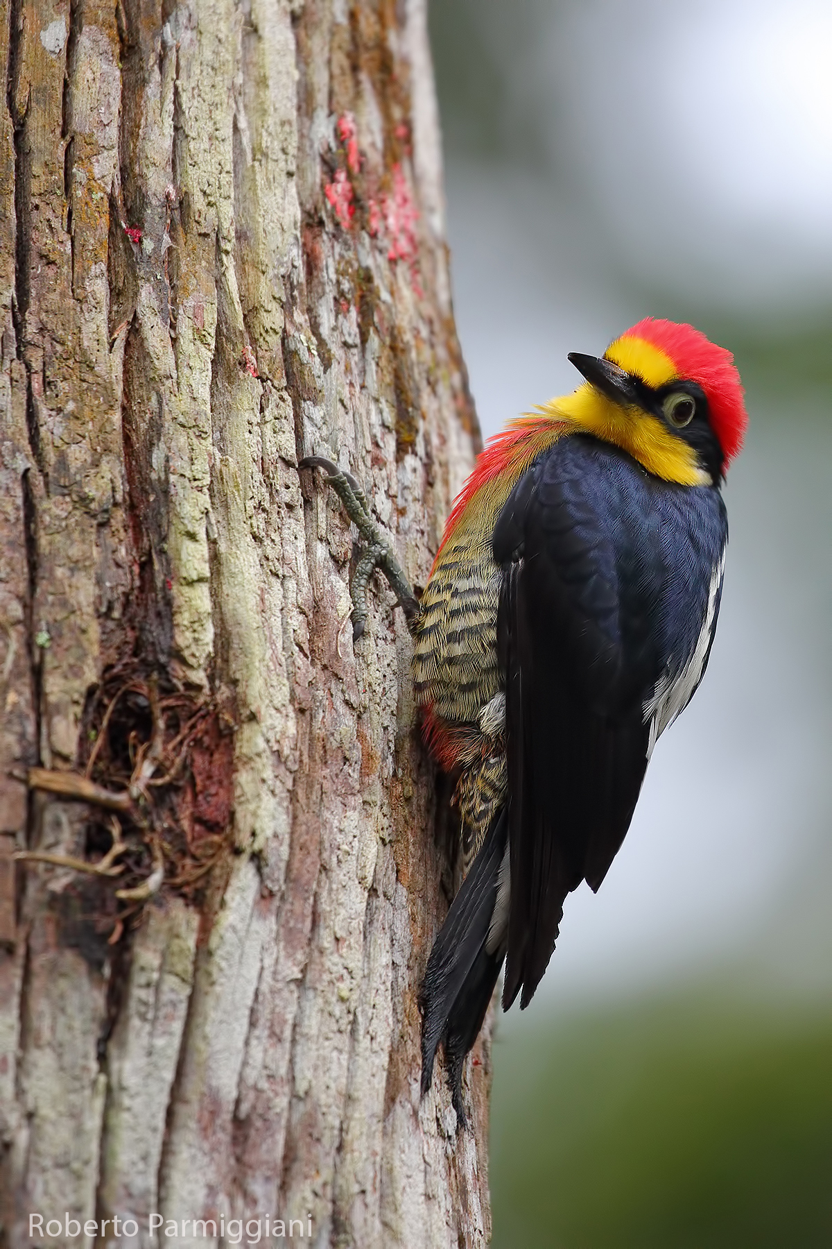 Yellow-fronted woodpecker...