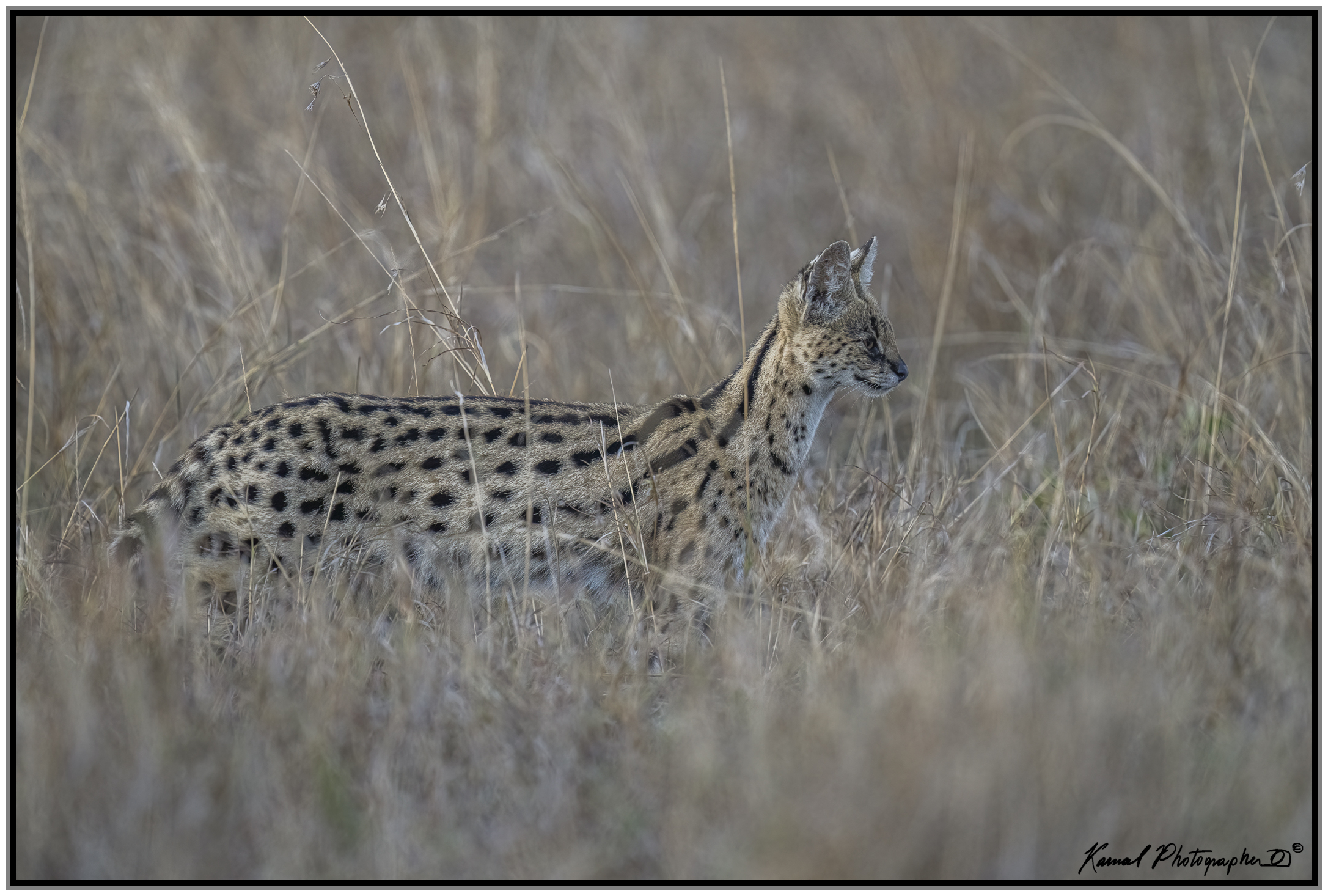 Leptailurus serval...