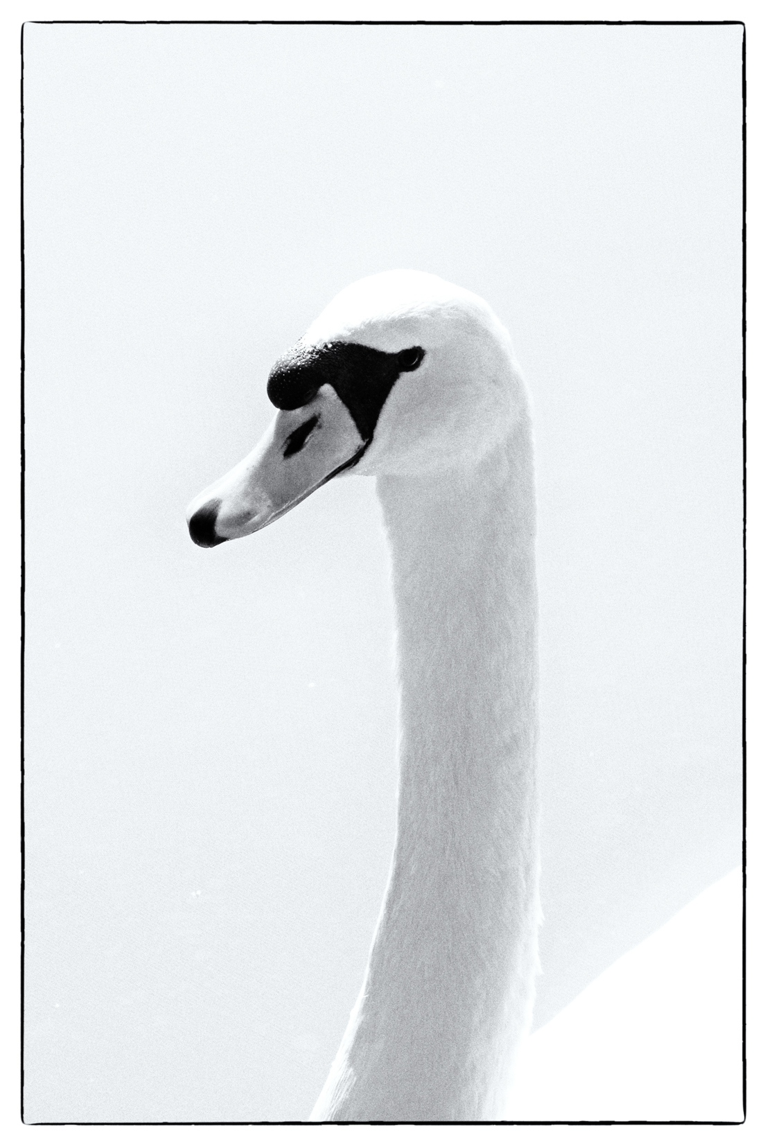 swan 1...