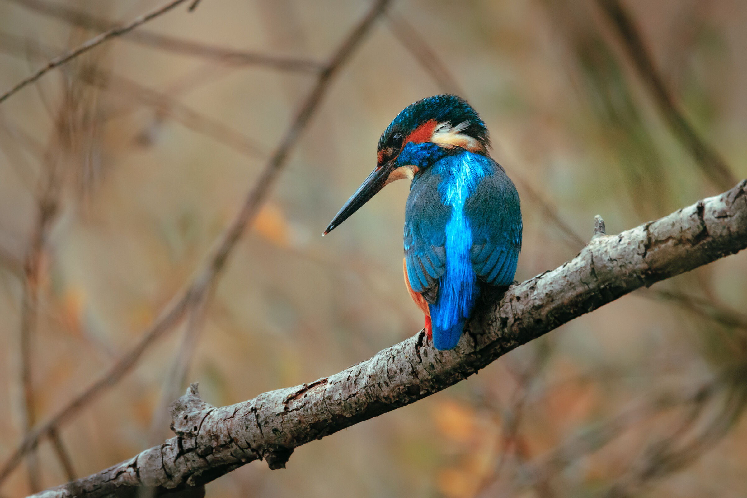 Kingfisher (male) n.2...