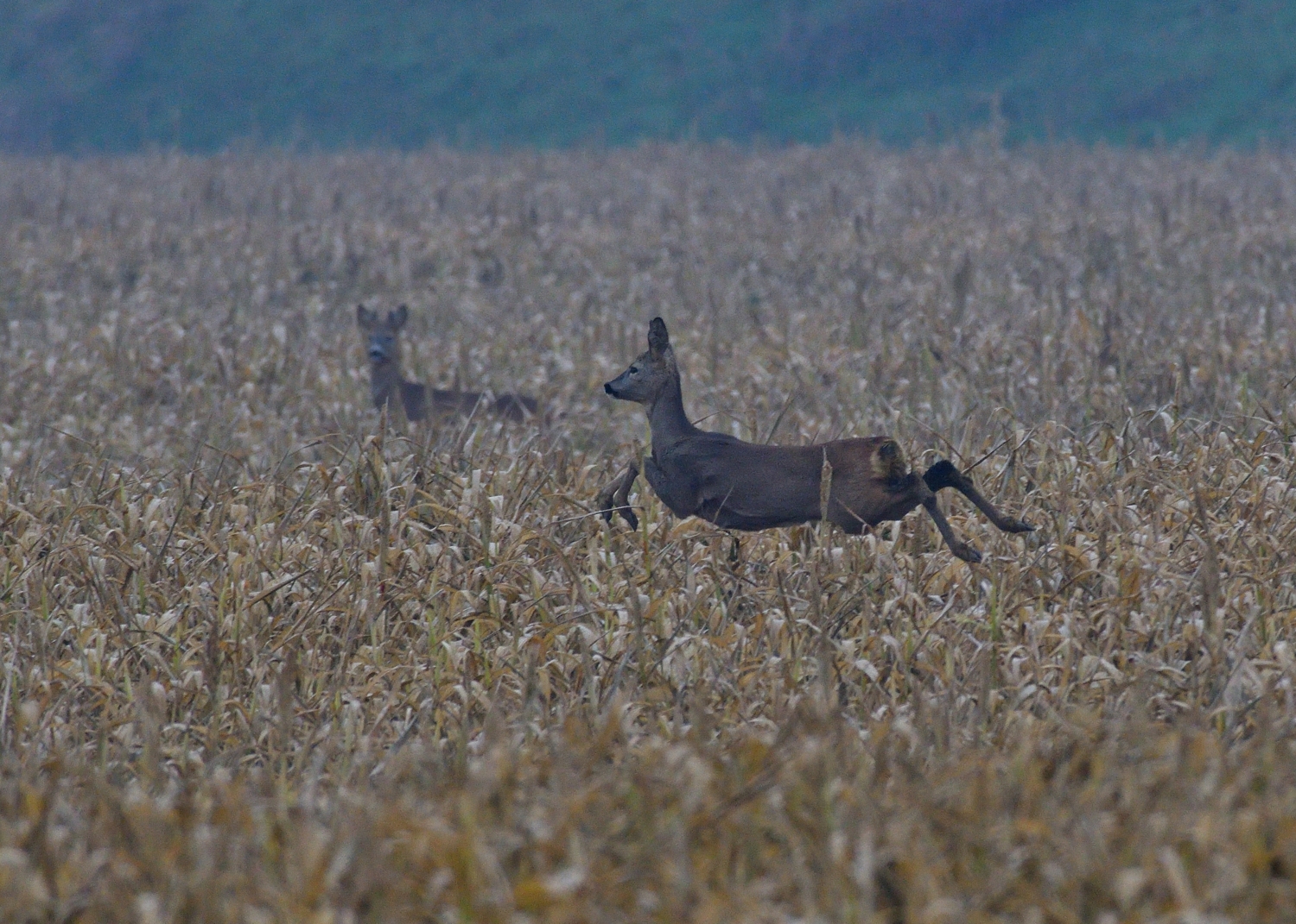Roe deer in the plains......