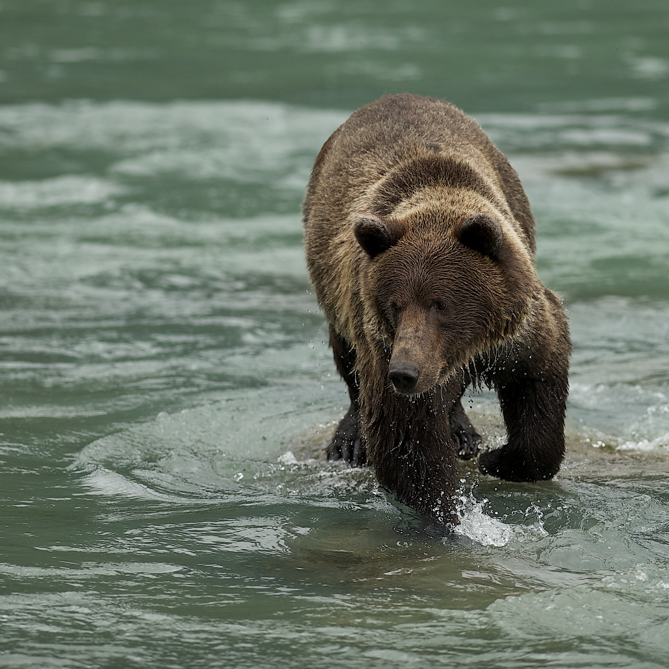 Grizzly a pesca2...
