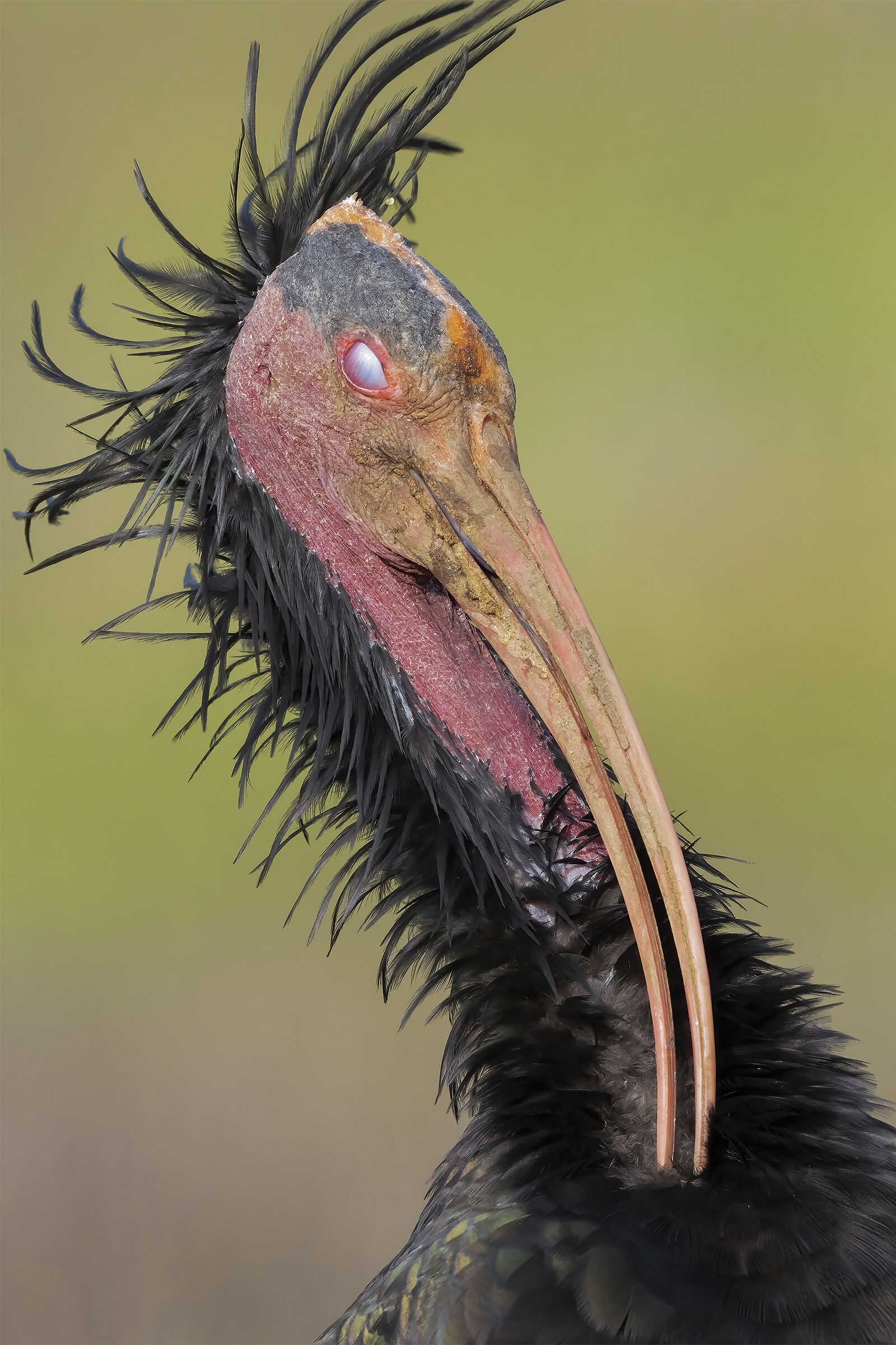 Northern Bald Ibis ......