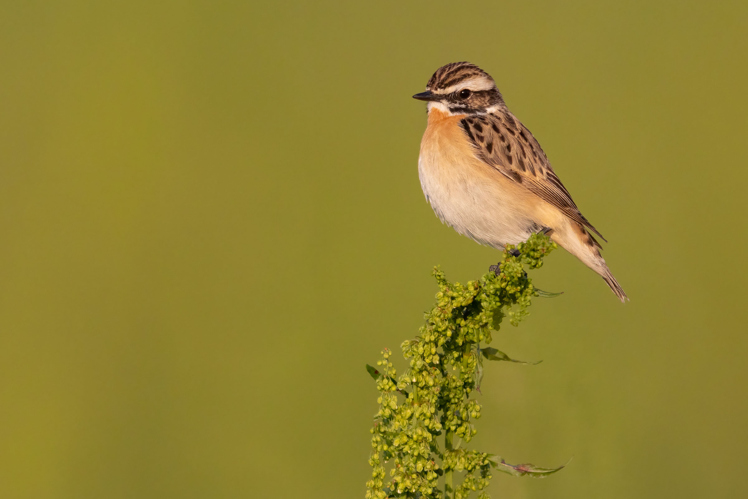 whinchat...