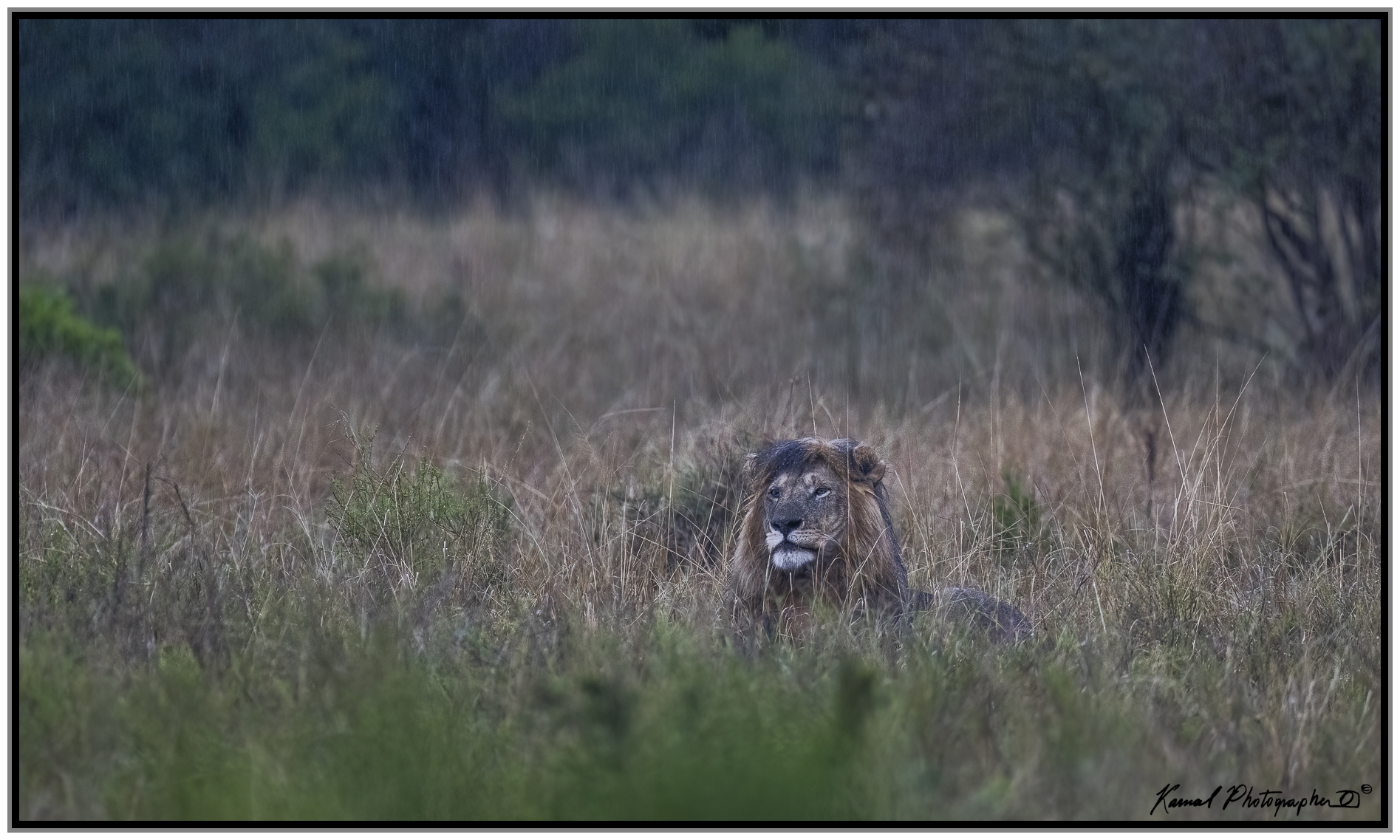 Panthera leo...