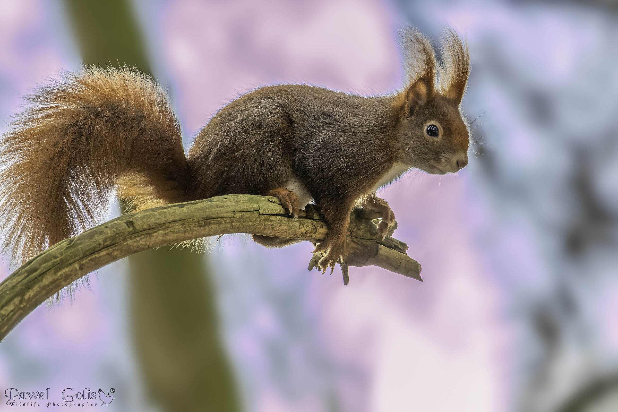 Eurasian red squirrel (Sciurus vulgaris)v2...