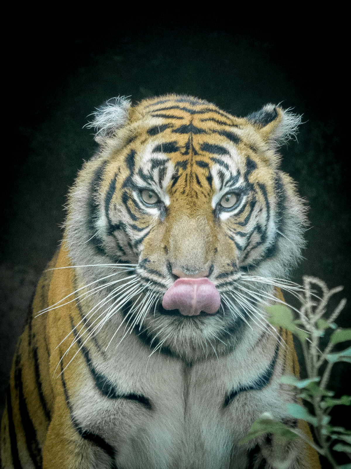 Sumatran tiger...
