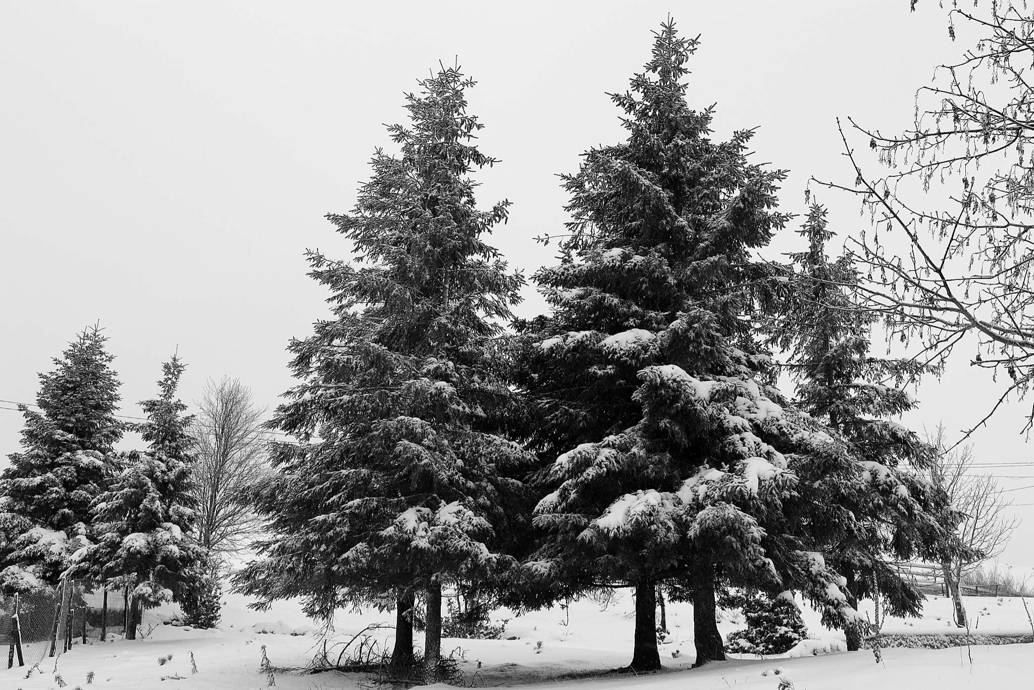 Spruces with snow...