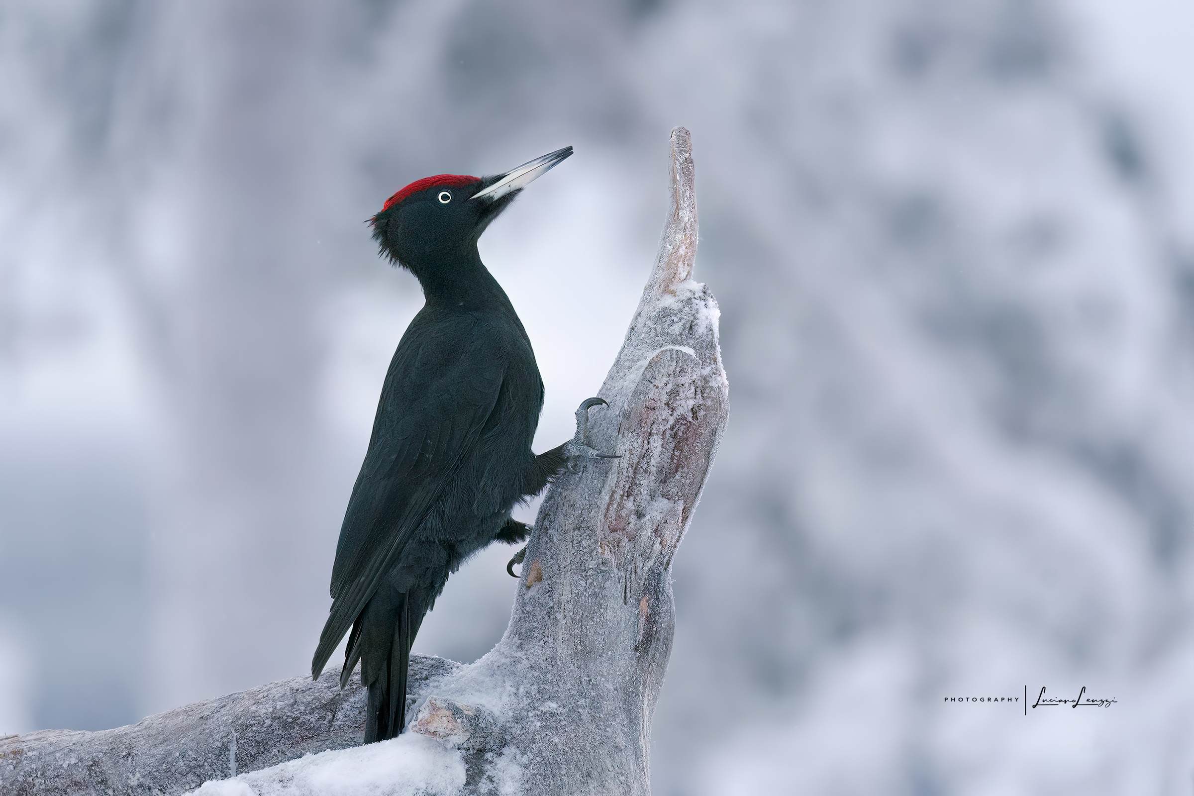 Black woodpecker on alert...
