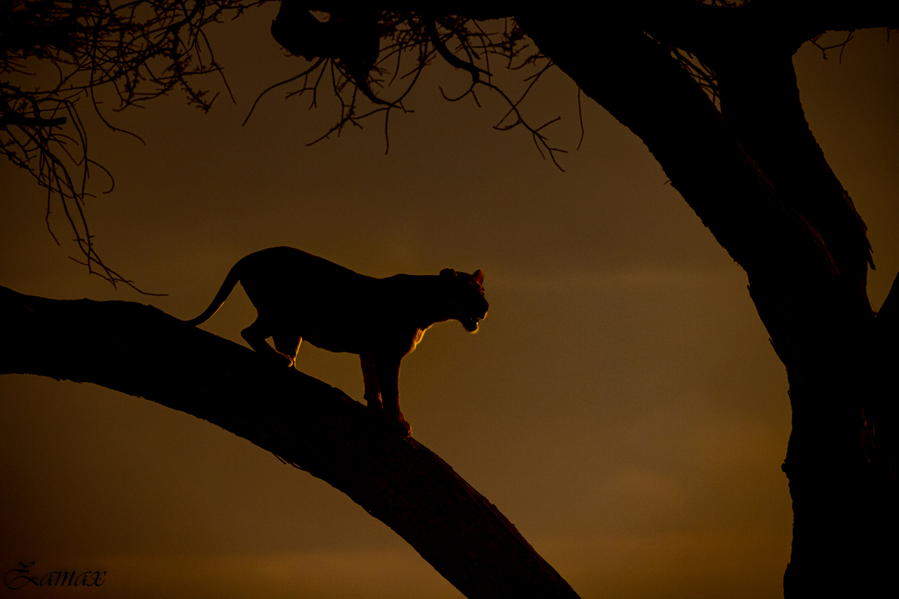 Lioness at Sunset...