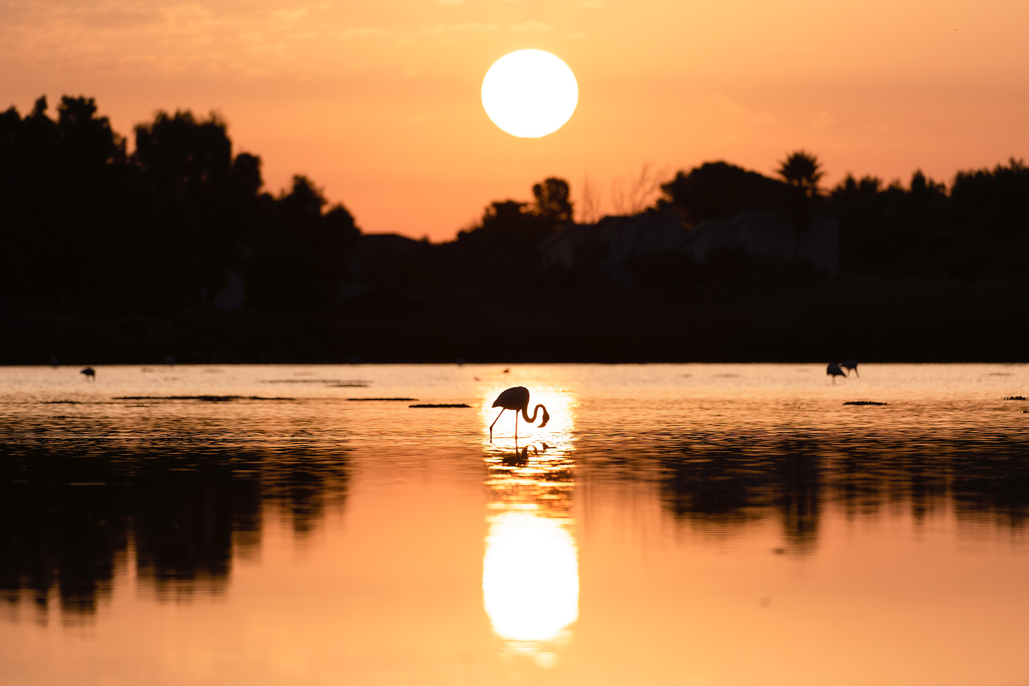 flamingo at dawn...