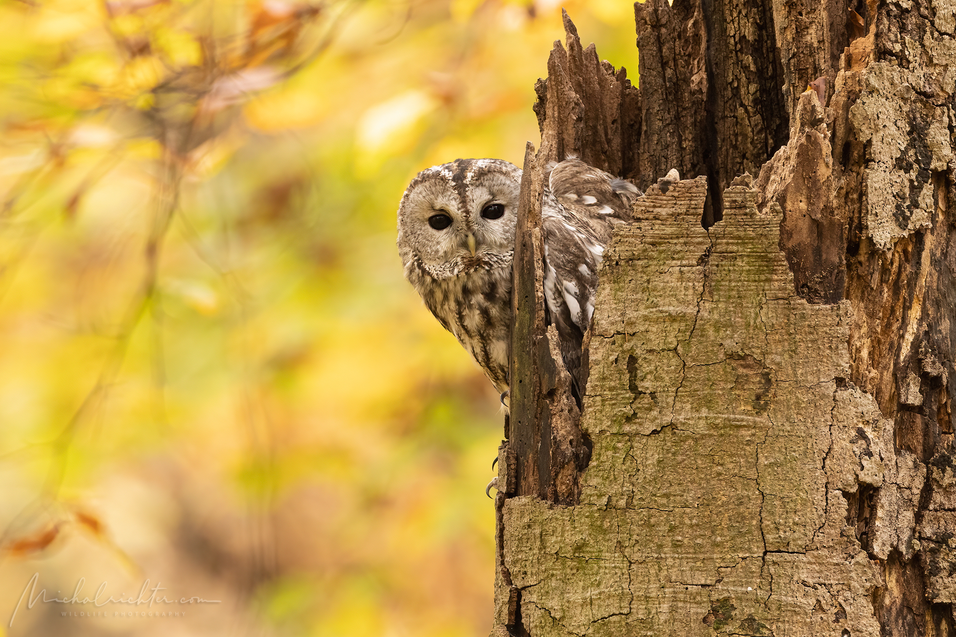 Strix aluco (Tawny owl)...