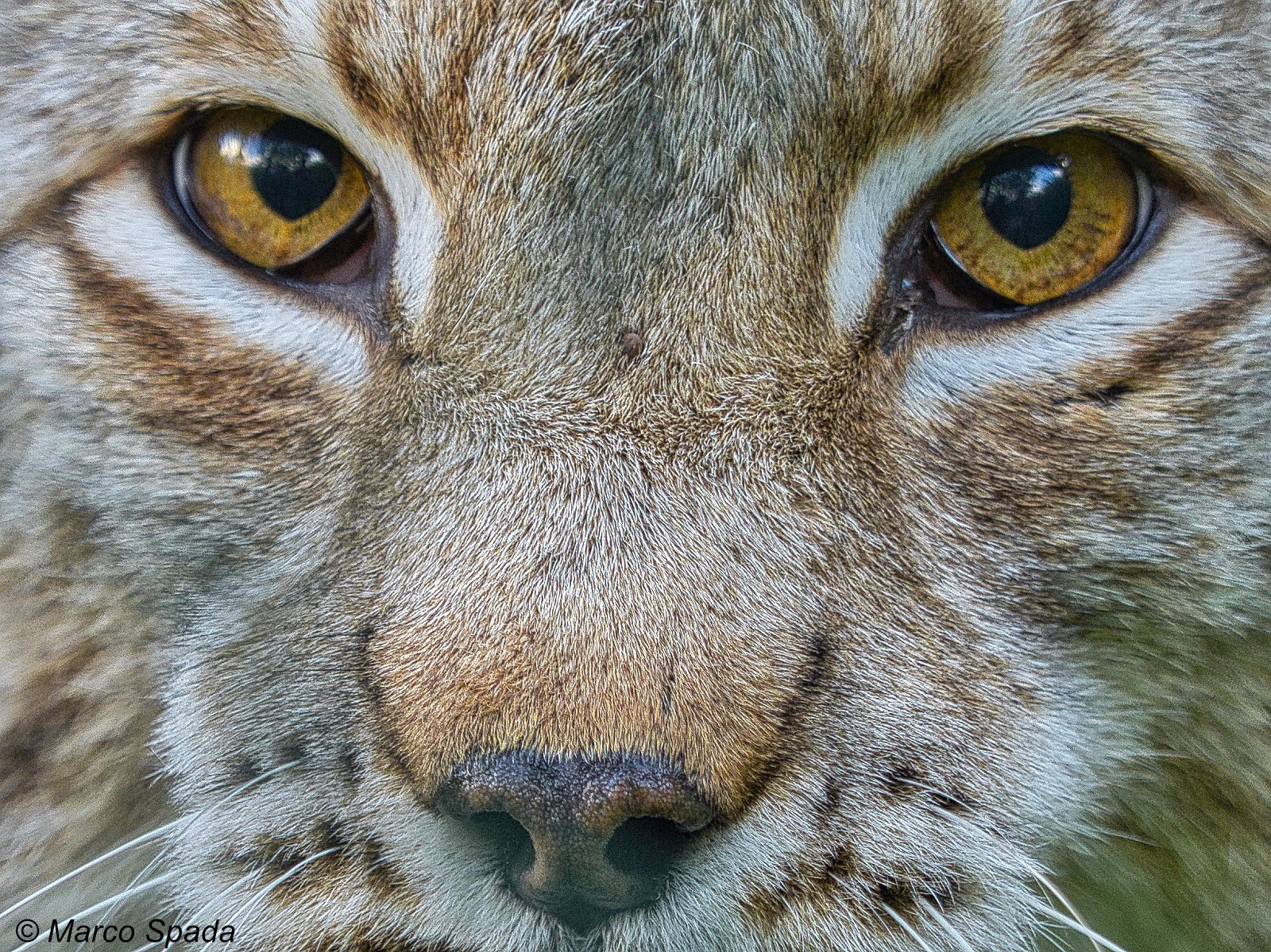 Lynx eyes...