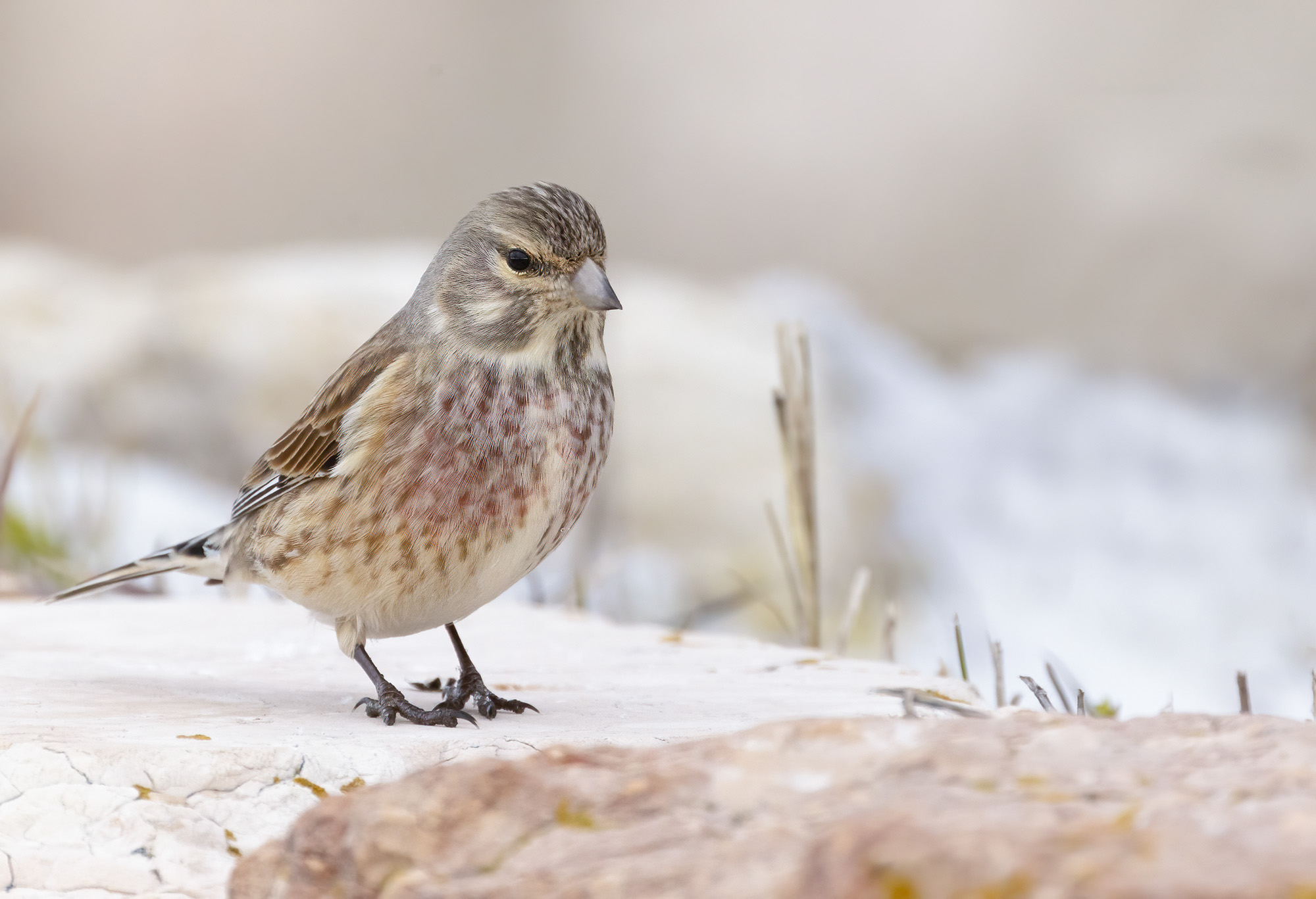 The linnet (male) and the snow...