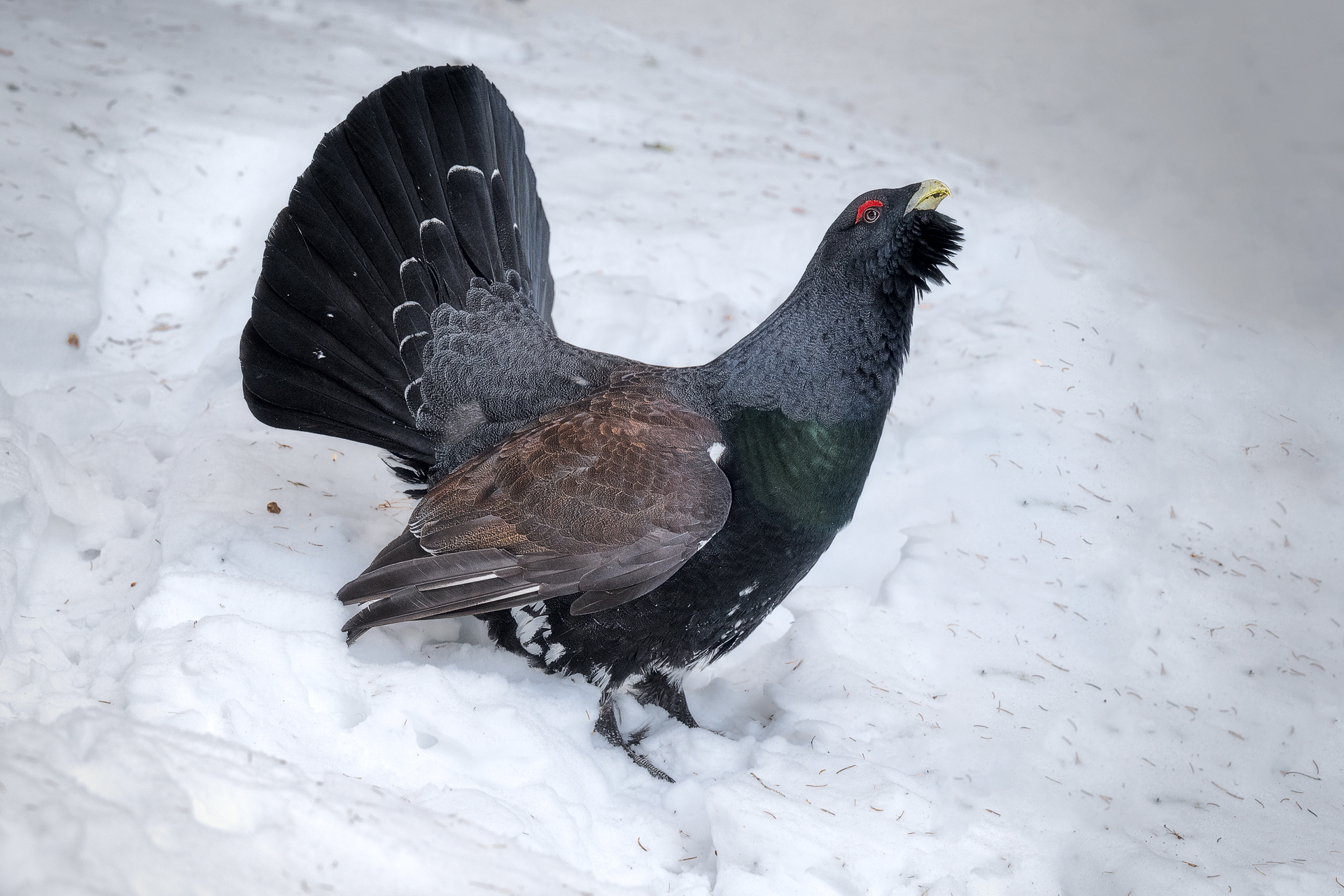 Majestic capercaillie, wedges among the forest all be...